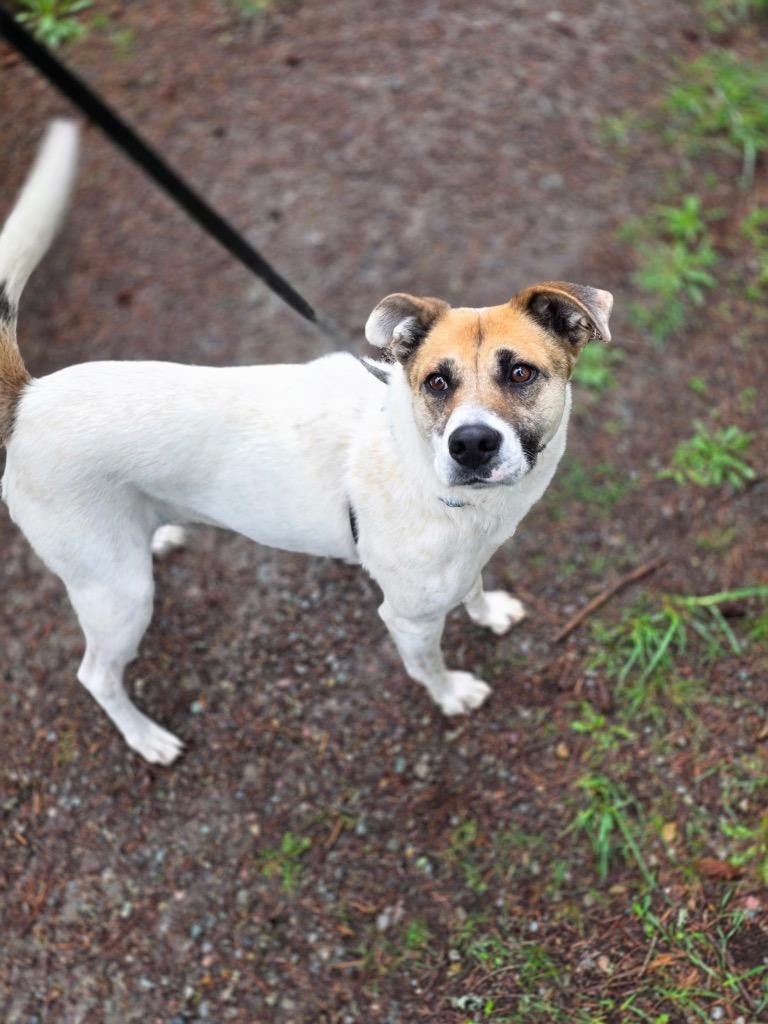 Gia, Adoptable, Young Female Australian Cattle Dog / Blue Heeler & Jack Russell Terrier.