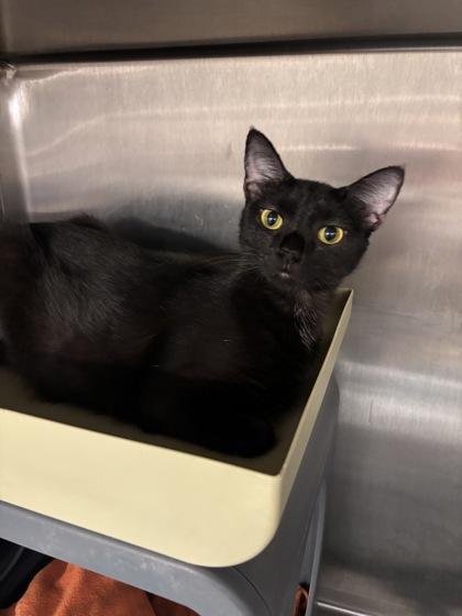 Mirabel, Adoptable, Adult Female Domestic Short Hair & Domestic Short Hair.