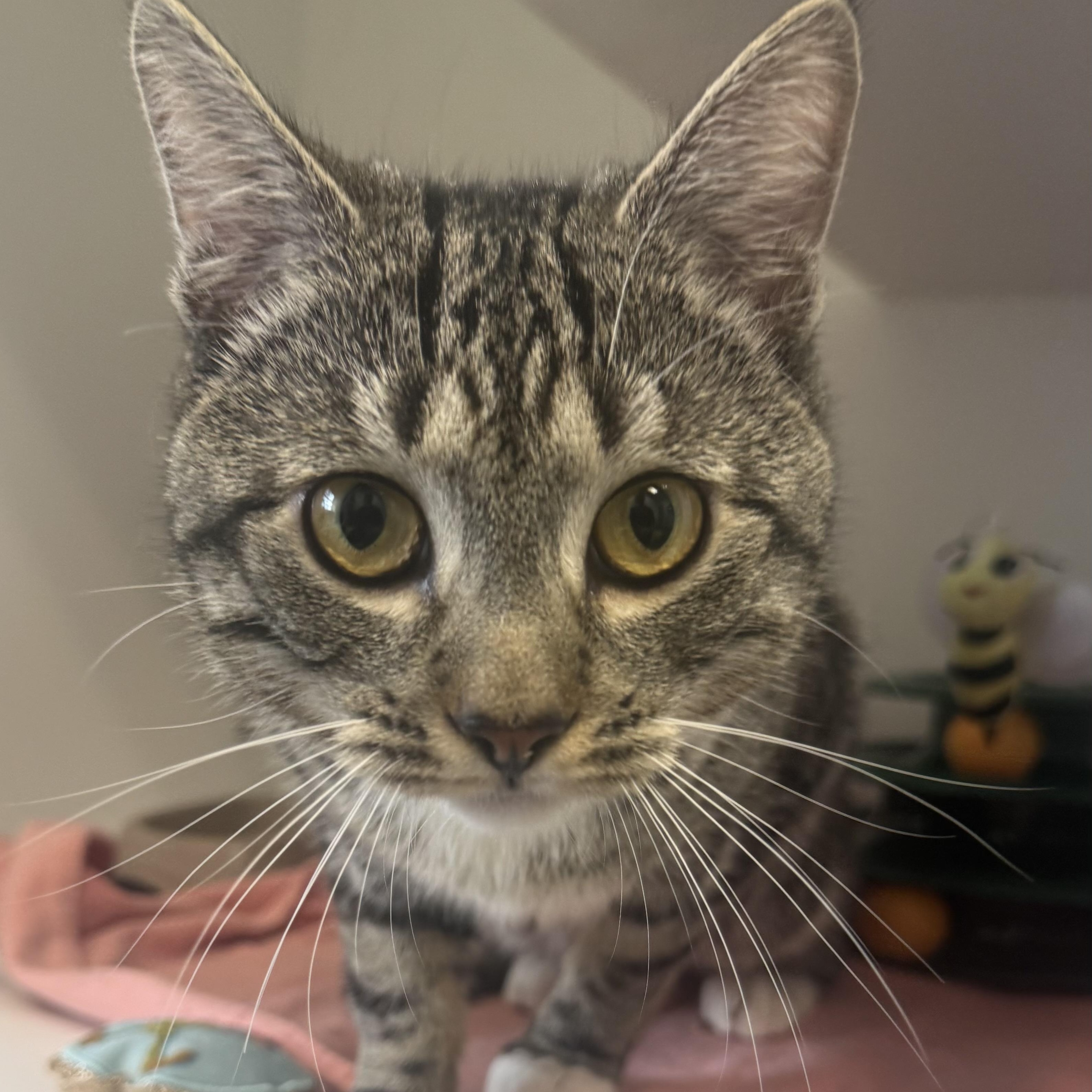 Enlarge Nougat , a ADOPTABLE Domestic Short Hair in Fall River, MA image 2/3