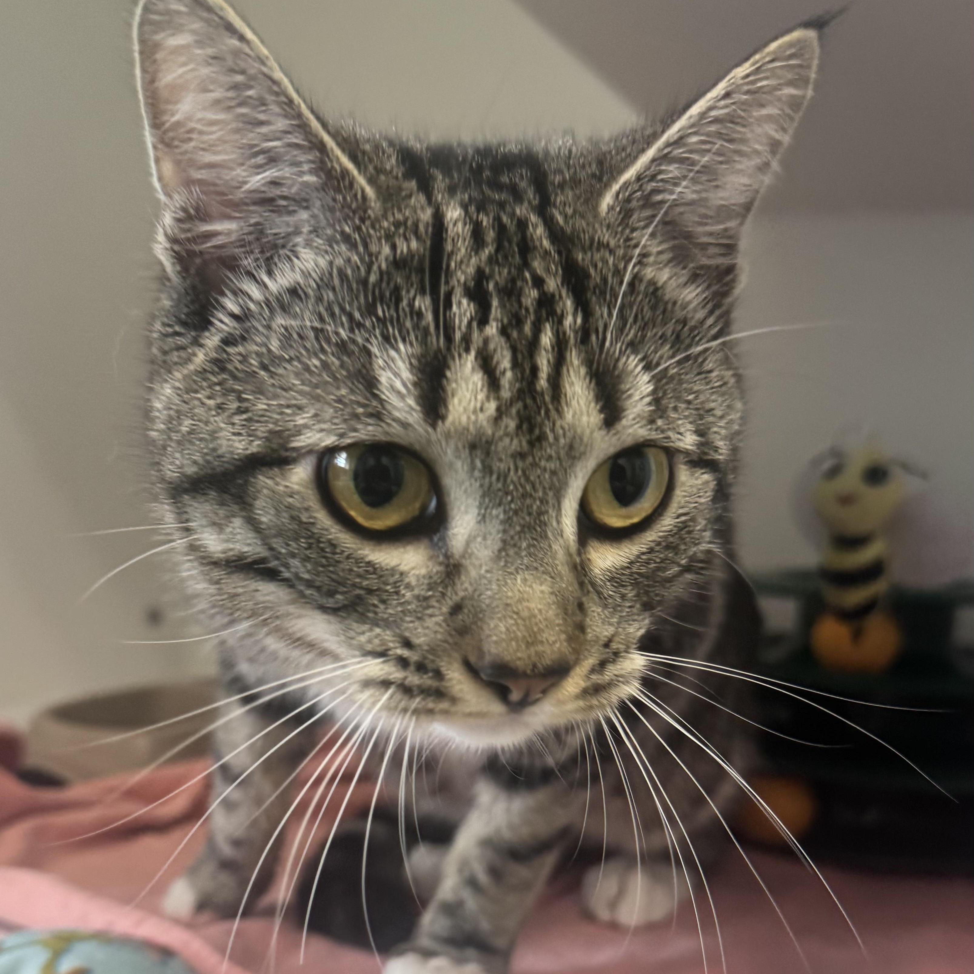 Enlarge Nougat , a ADOPTABLE Domestic Short Hair in Fall River, MA image 3/3