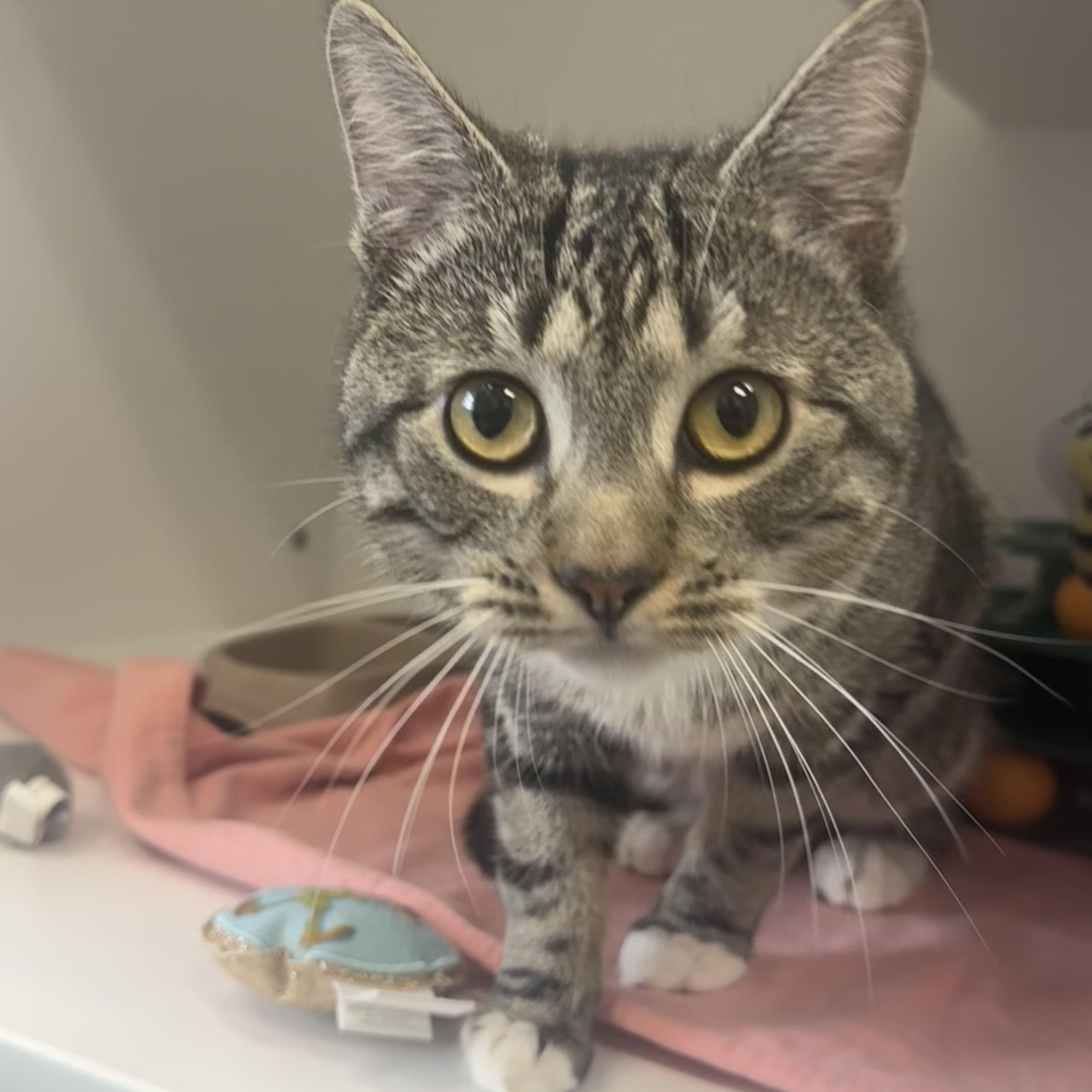 Enlarge Nougat , a ADOPTABLE Domestic Short Hair in Fall River, MA image 1/3