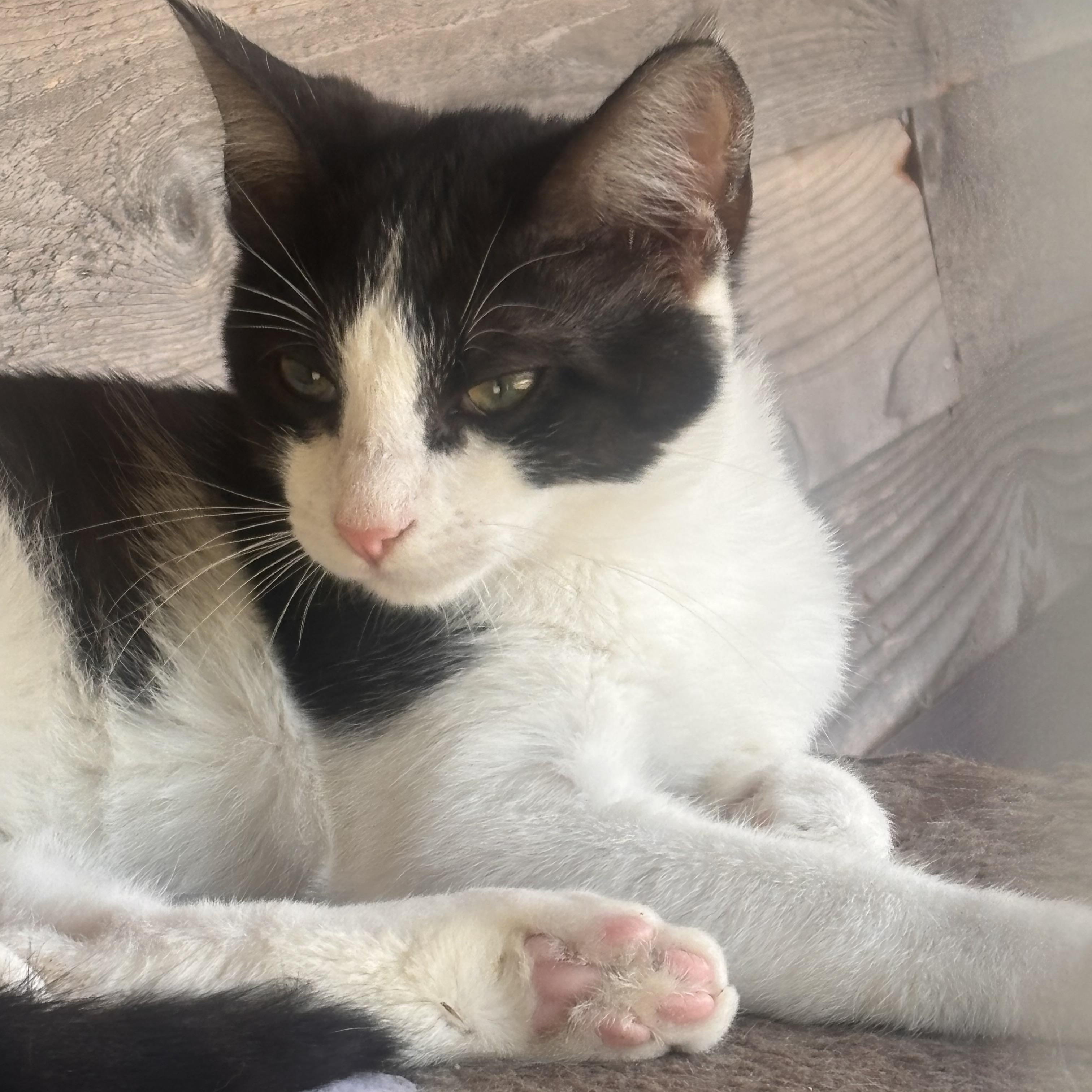 Jersey, Adoptable, Kitten Male American Shorthair.