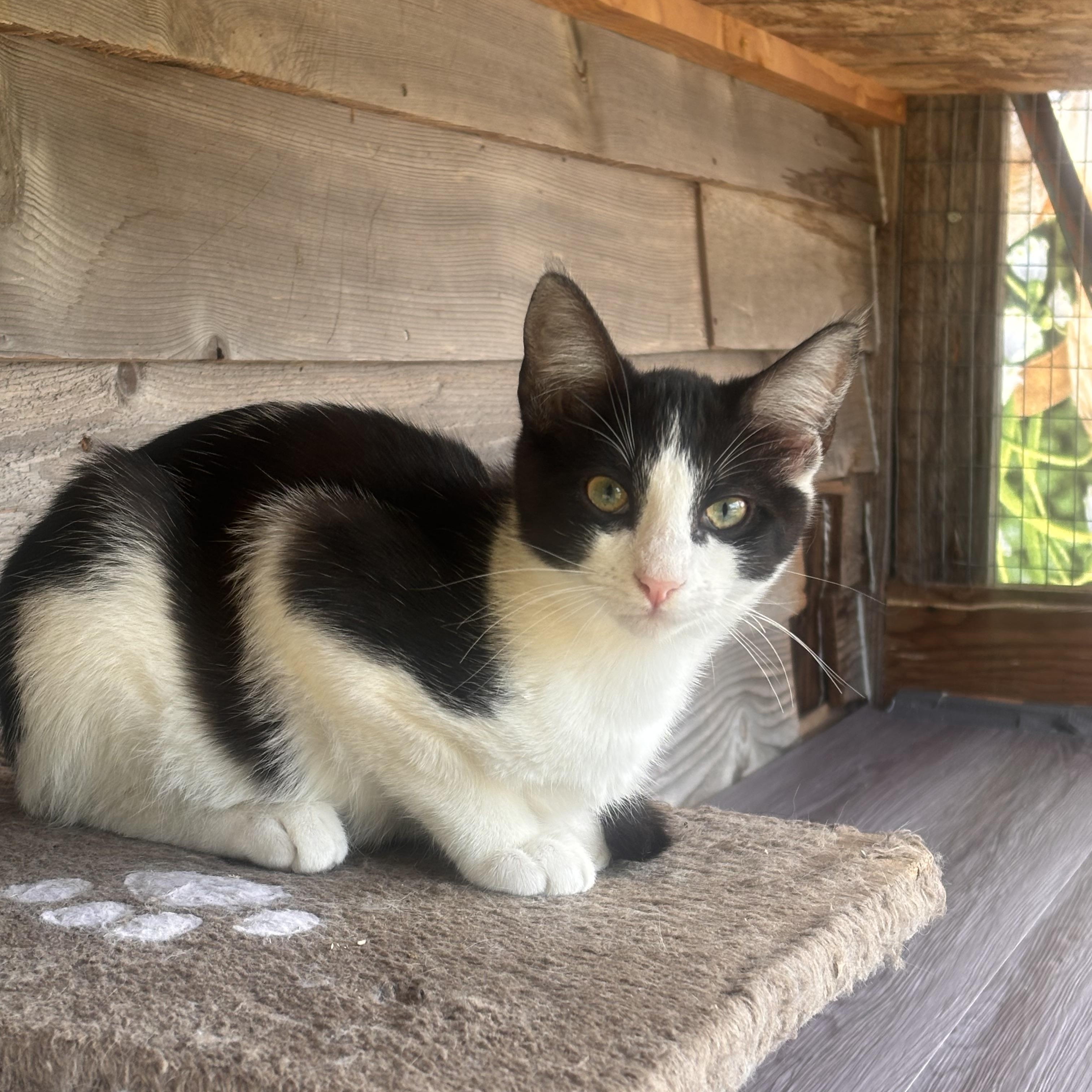 Jersey, an adoptable American Shorthair in Eatonville, WA, 98328 | Photo Image 3