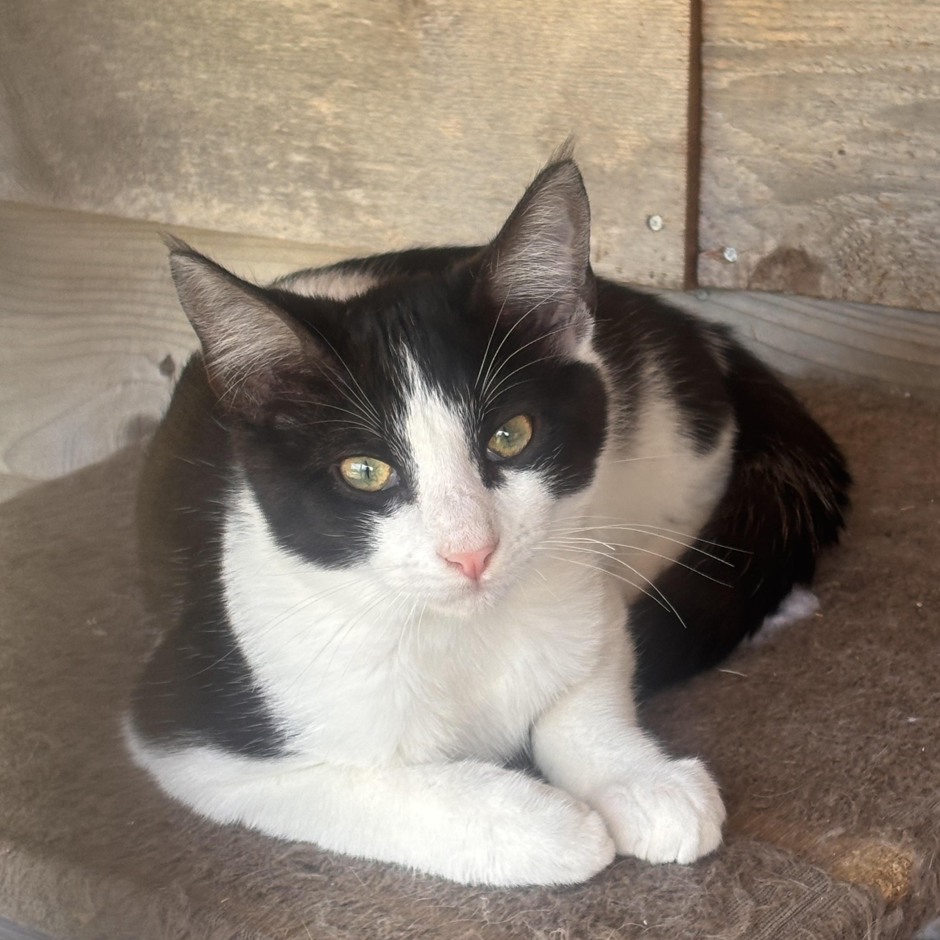 Jersey, an adoptable American Shorthair in Eatonville, WA, 98328 | Photo Image 1