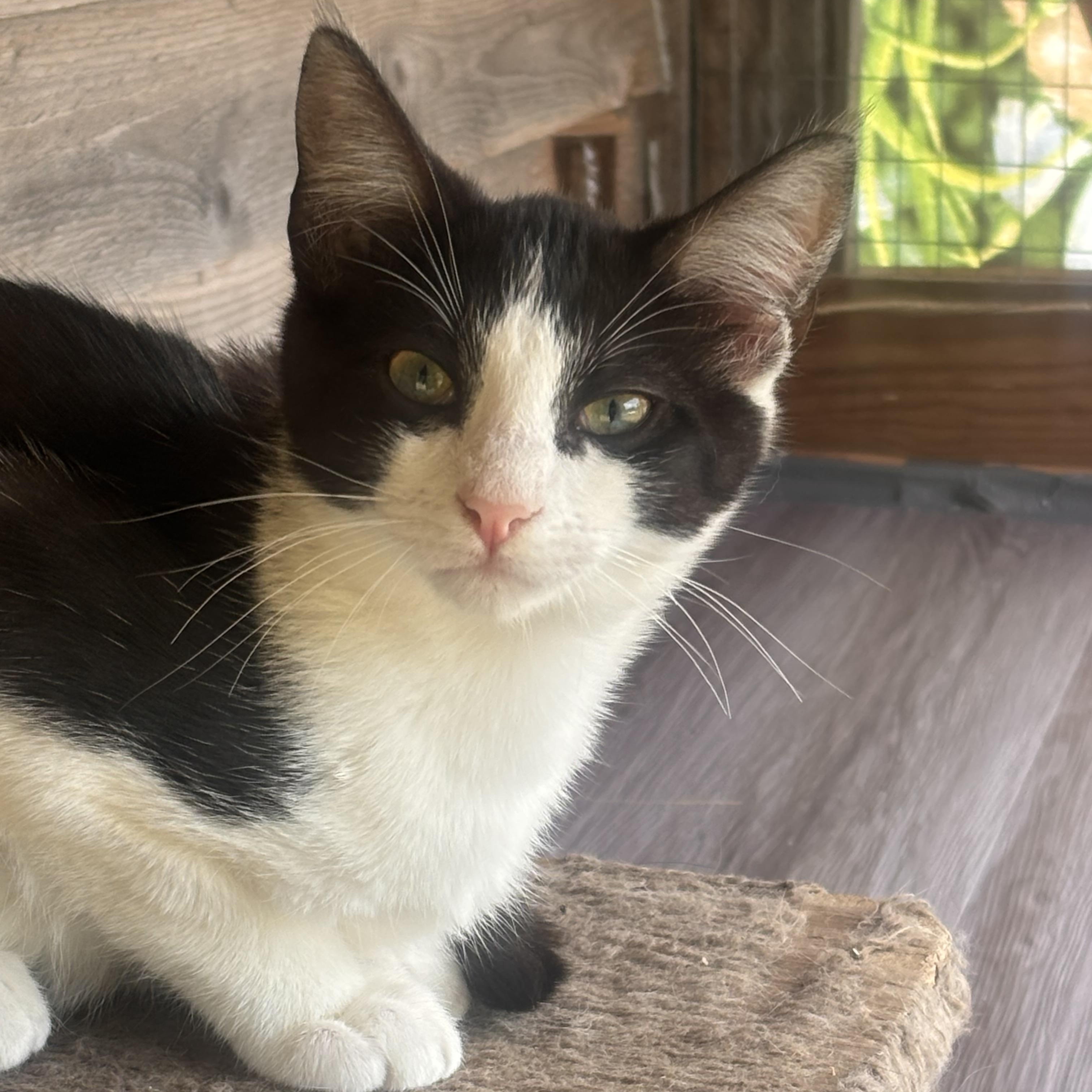 Jersey, an adoptable American Shorthair in Eatonville, WA, 98328 | Photo Image 4