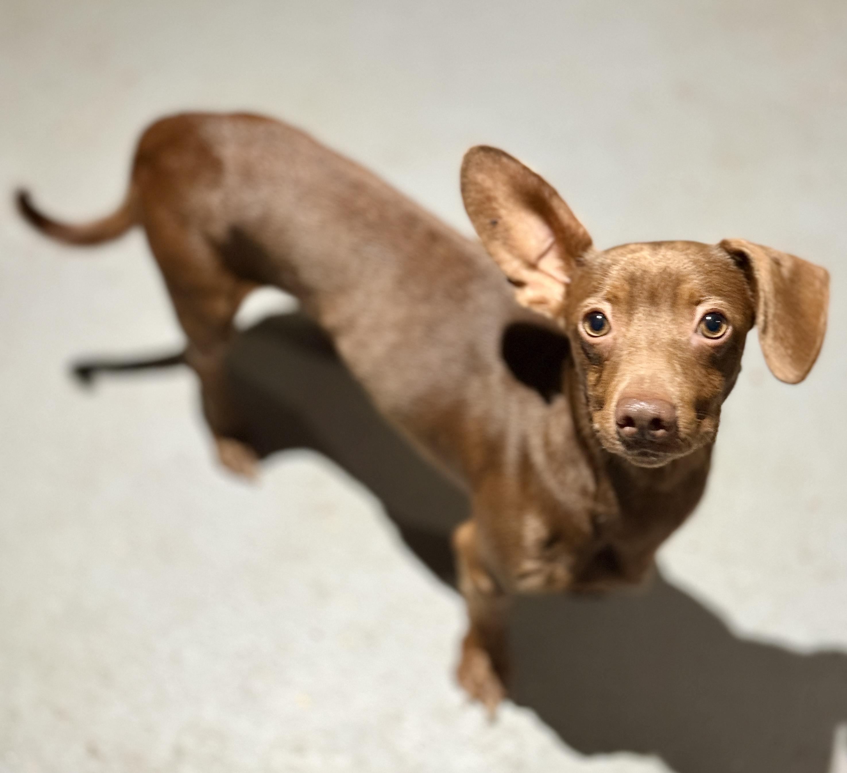 Smith, adoptable, Young Male Dachshund & Weimaraner.