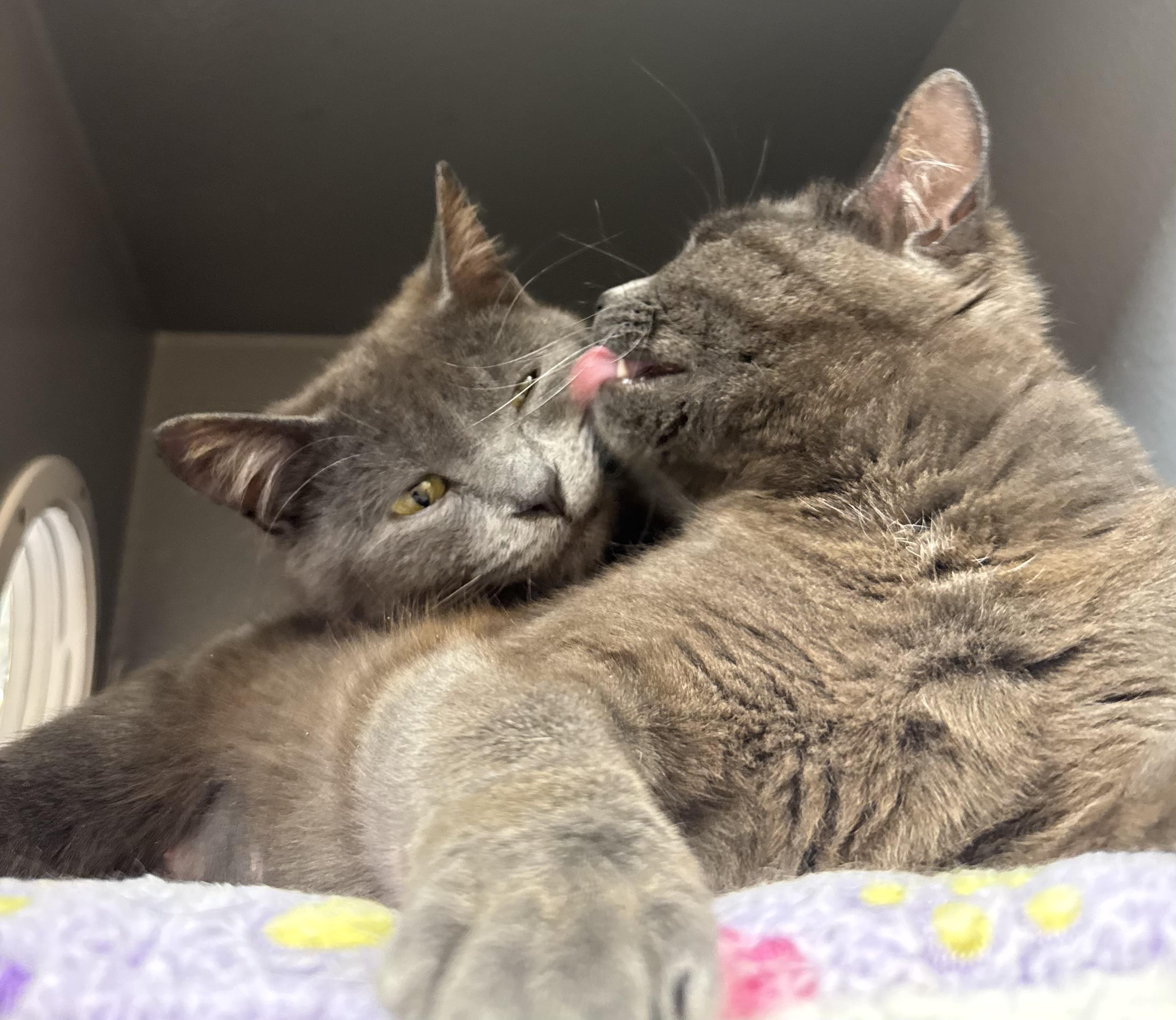BJ and ZZ, a ADOPTABLE Domestic Short Hair in Salem, NH image 2/2