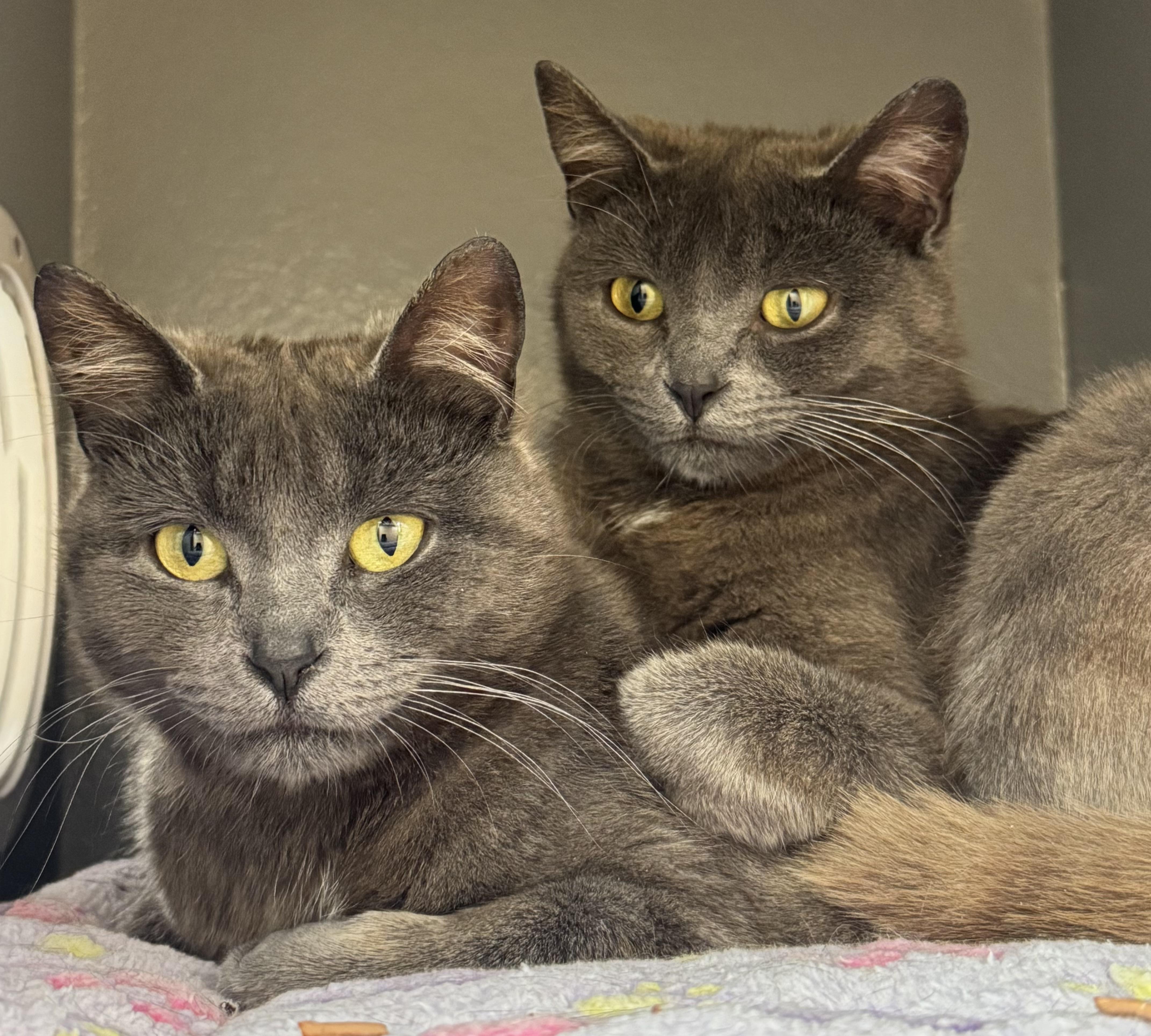 BJ and ZZ, a ADOPTABLE Domestic Short Hair in Salem, NH image 1/2