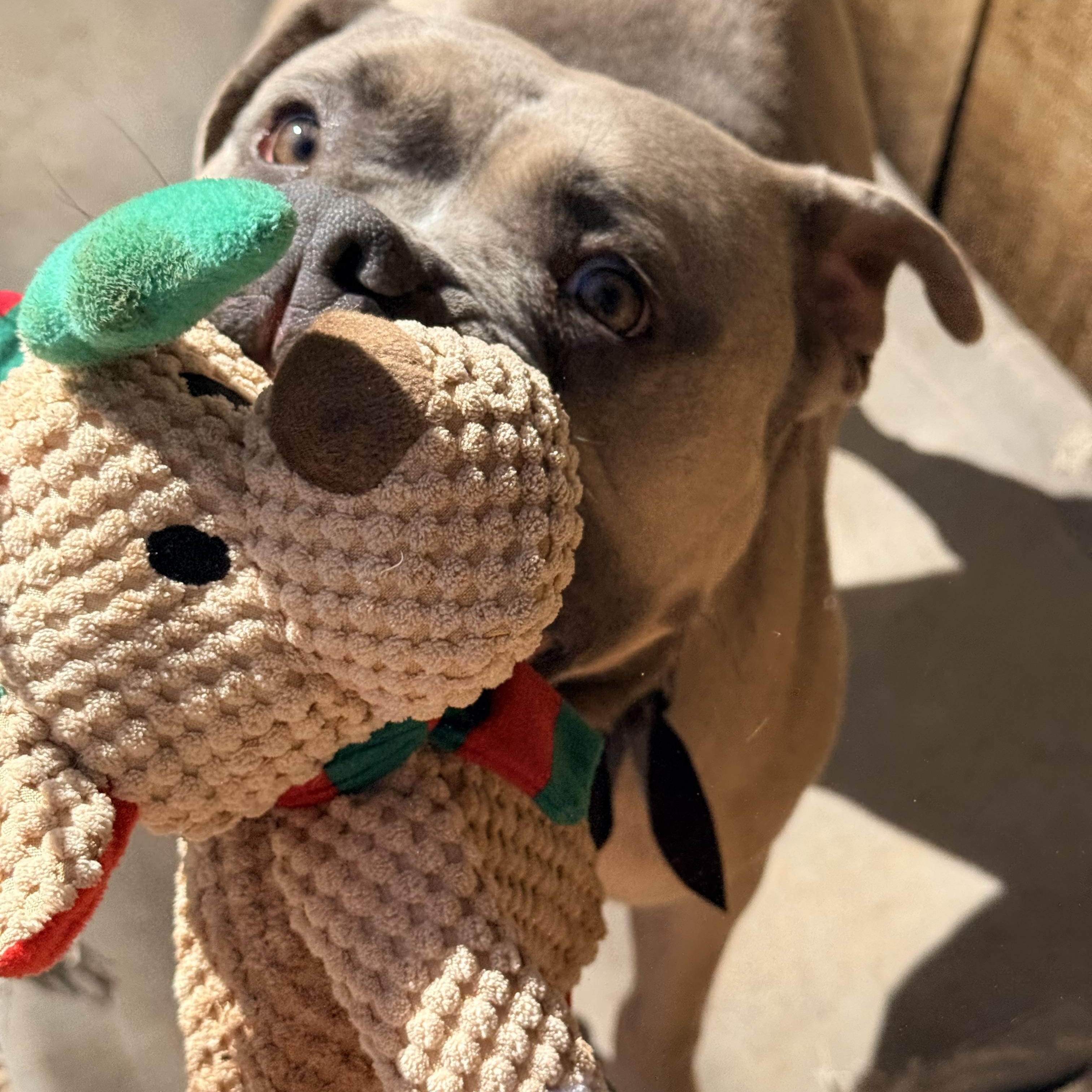 Enlarge Turtle , a ADOPTABLE mixed breed in Dallas, TX image 3/5