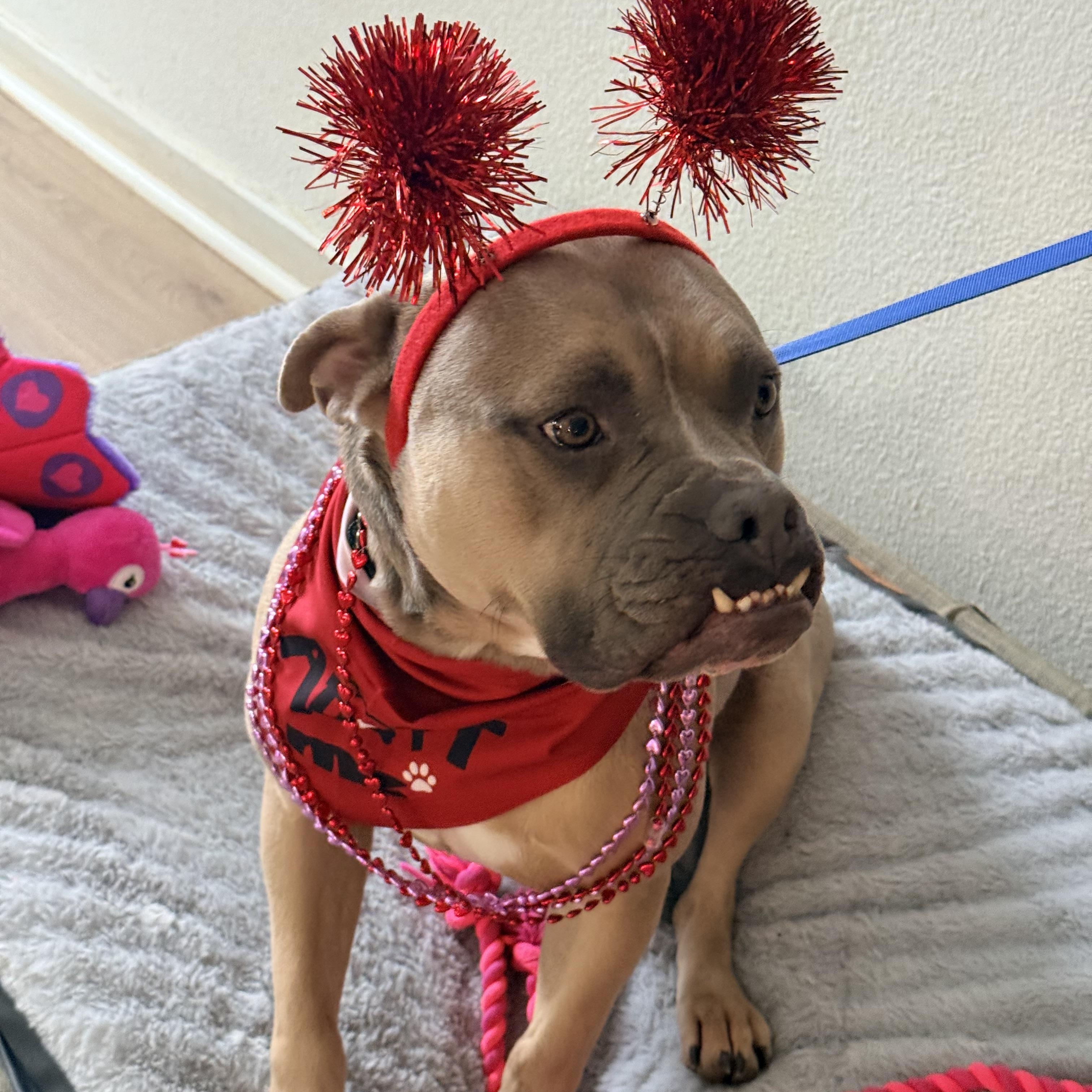 Enlarge Turtle , a ADOPTABLE mixed breed in Dallas, TX image 4/5