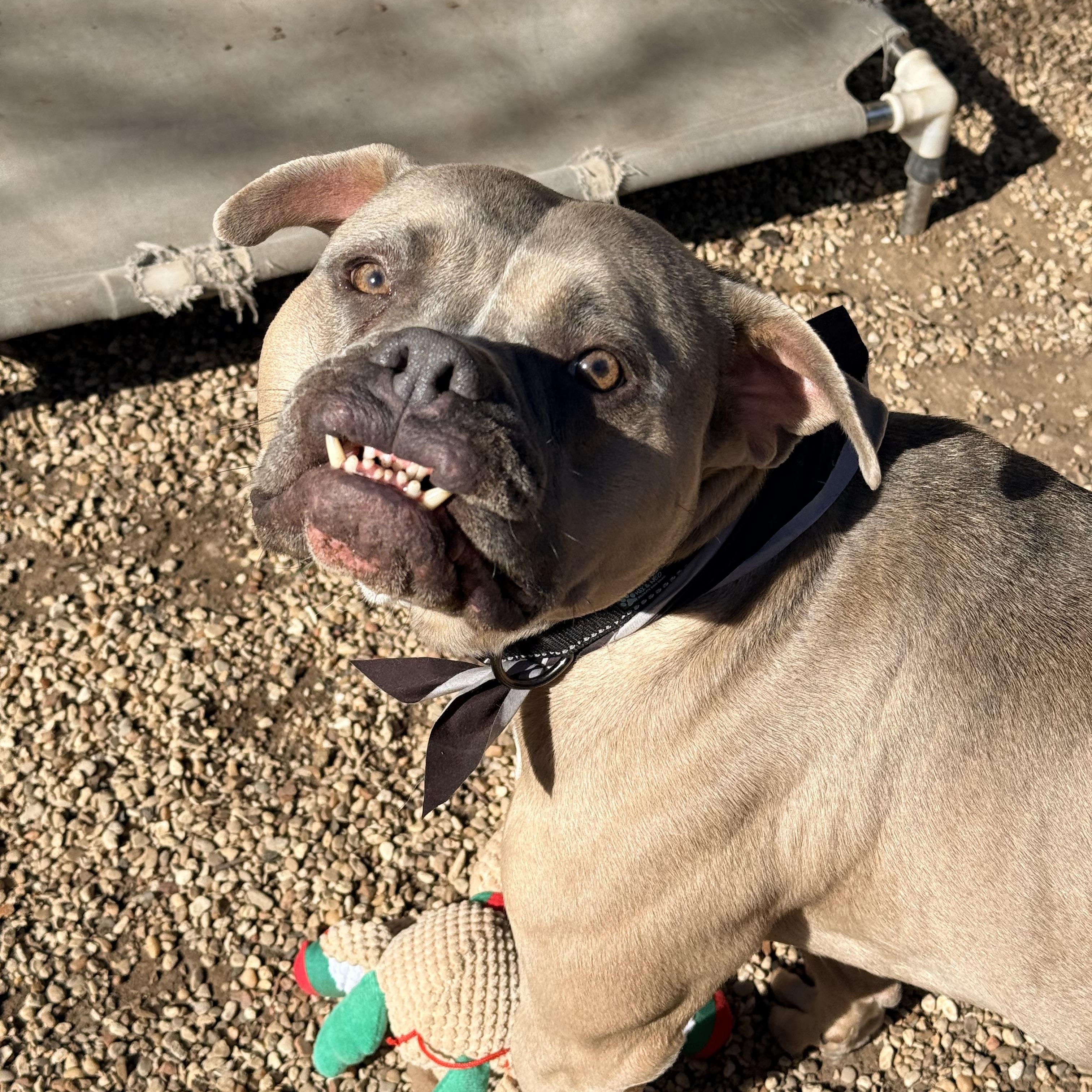 Enlarge Turtle , a ADOPTABLE mixed breed in Dallas, TX image 1/5