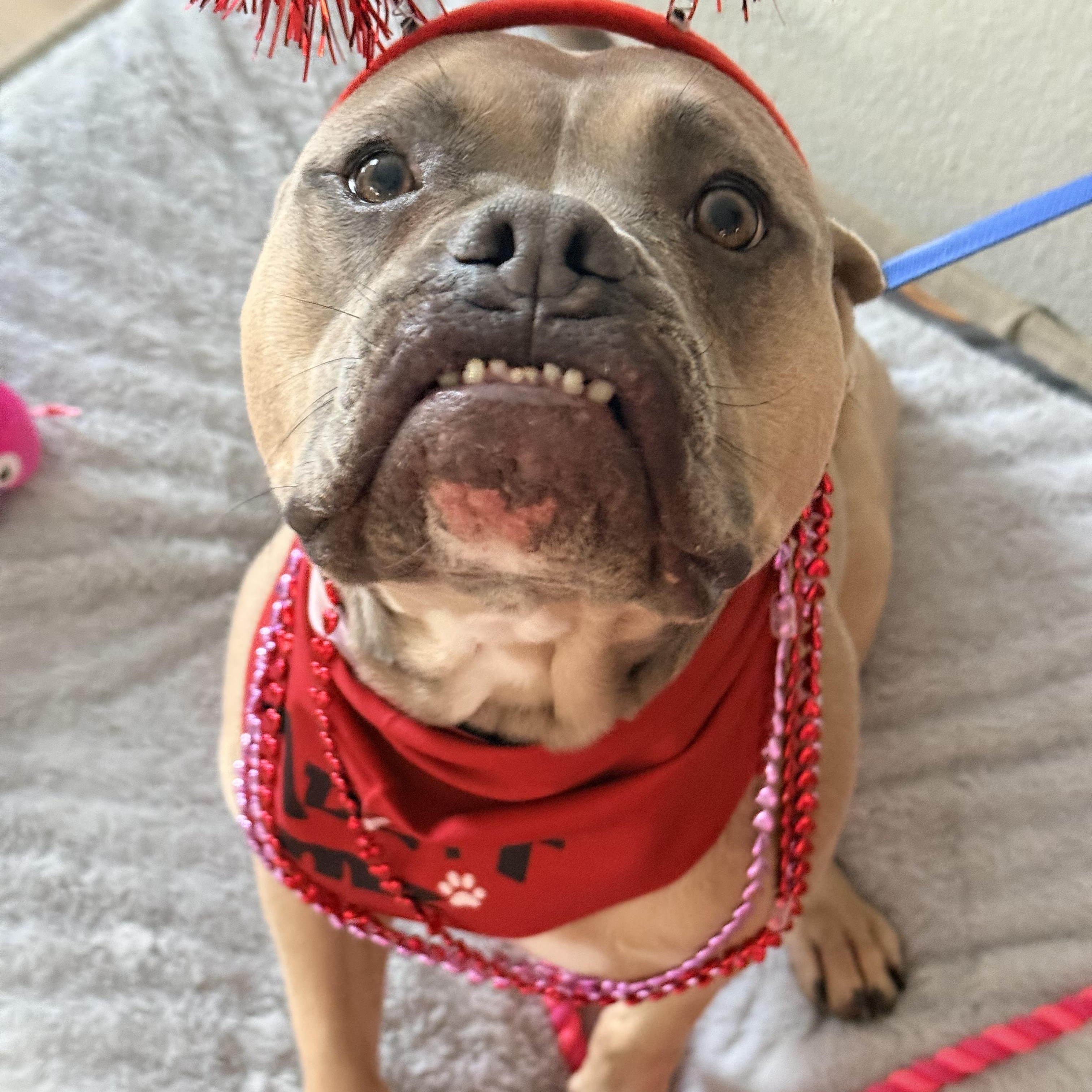 Enlarge Turtle , a ADOPTABLE mixed breed in Dallas, TX image 2/5