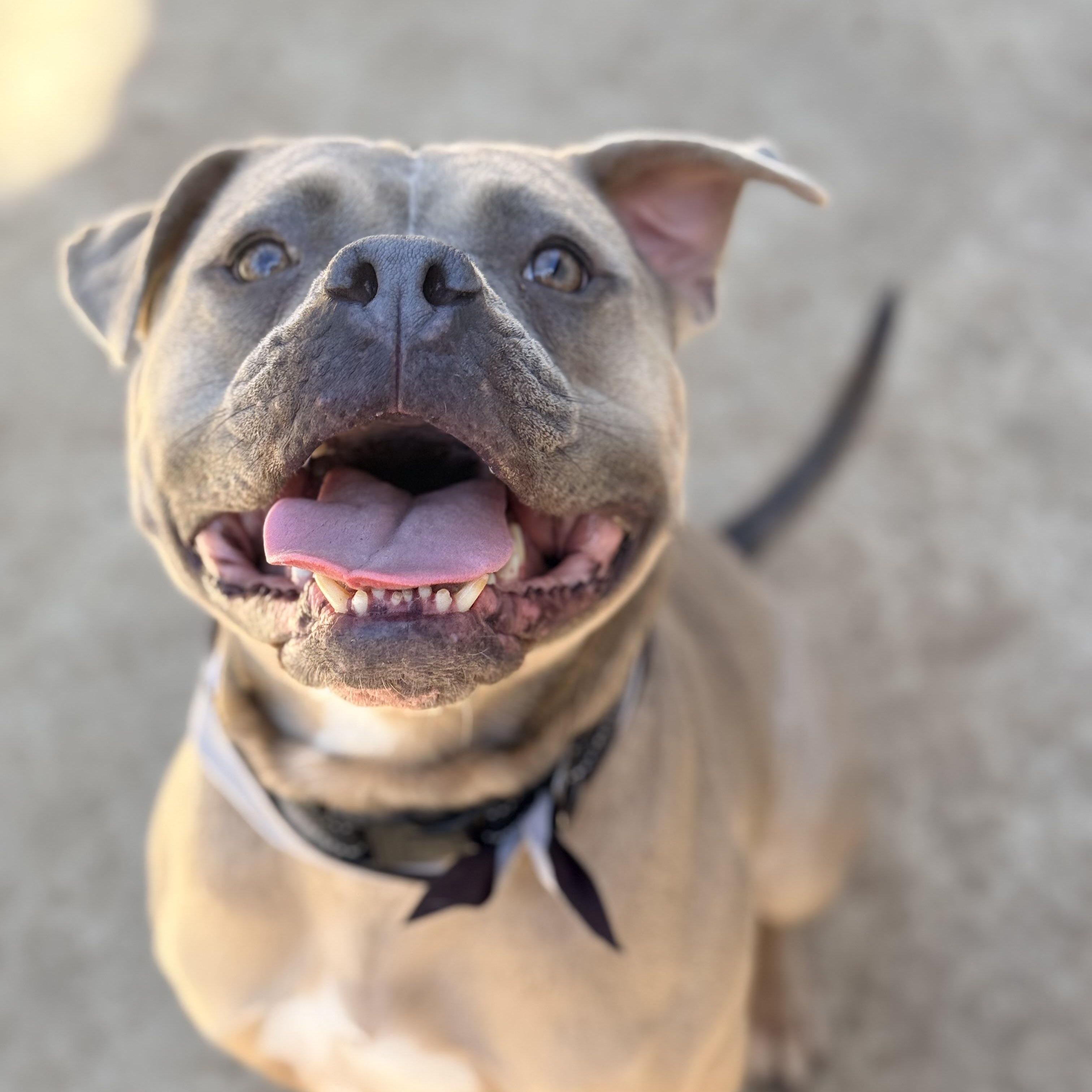 Enlarge Turtle , a ADOPTABLE mixed breed in Dallas, TX image 5/5