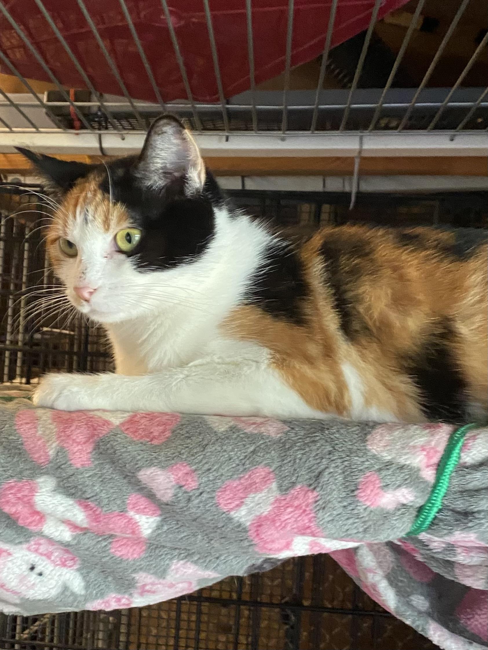 Enlarge Avalanche, a Adopted mixed breed in Stanwood, WA image 2/4