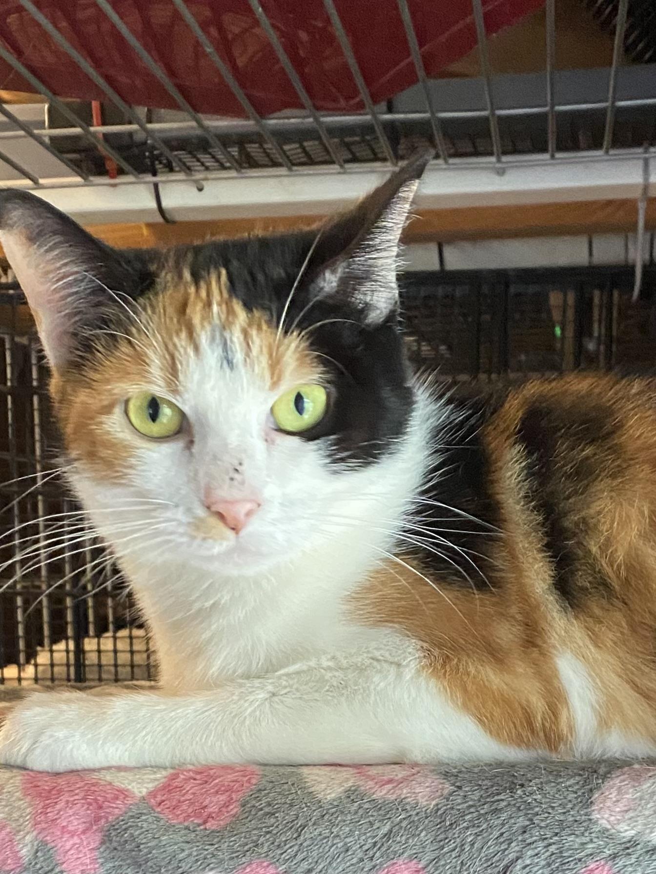 Avalanche, Adopted, Adult Female Calico.