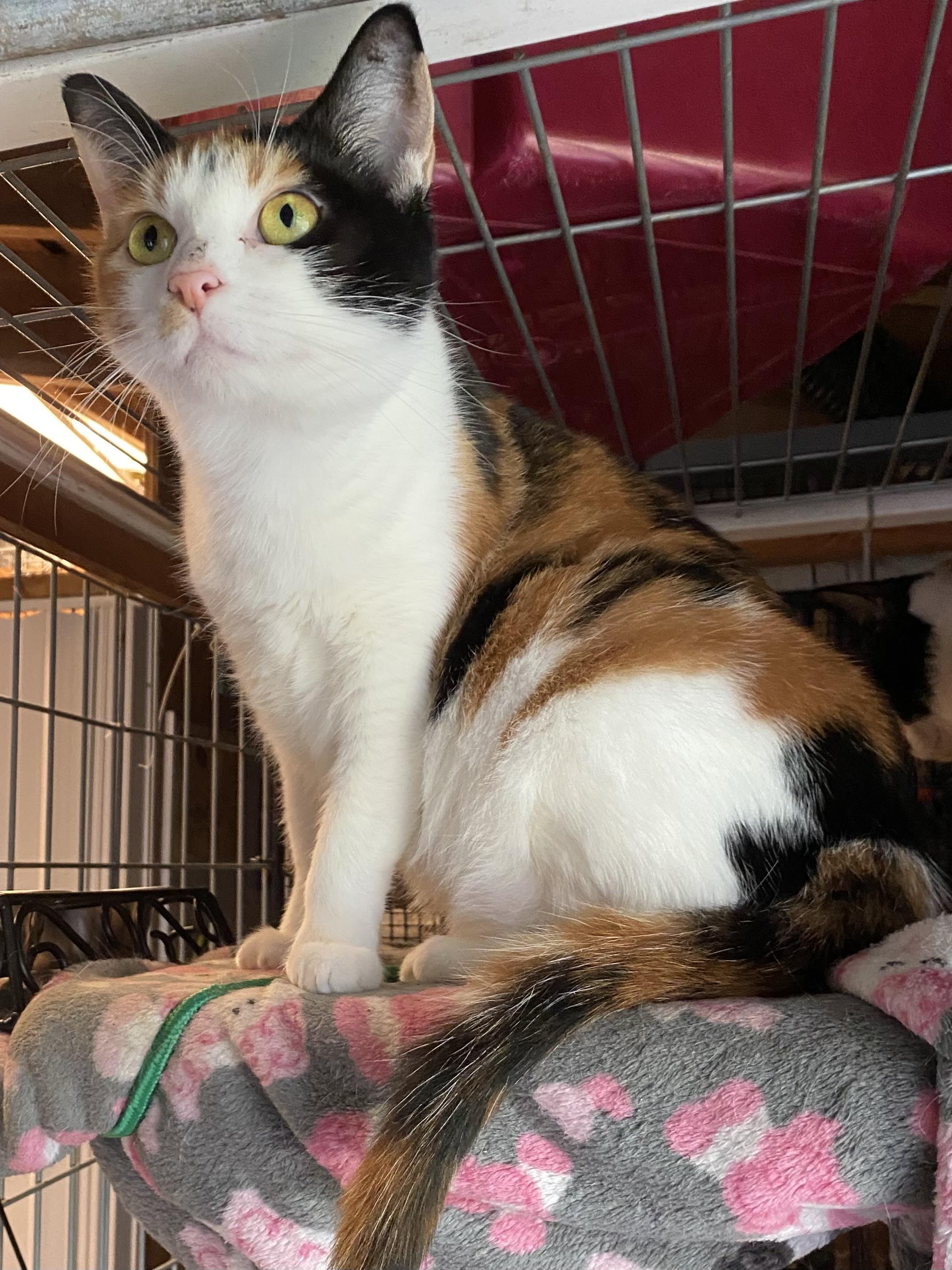 Enlarge Avalanche, a Adopted mixed breed in Stanwood, WA image 3/4