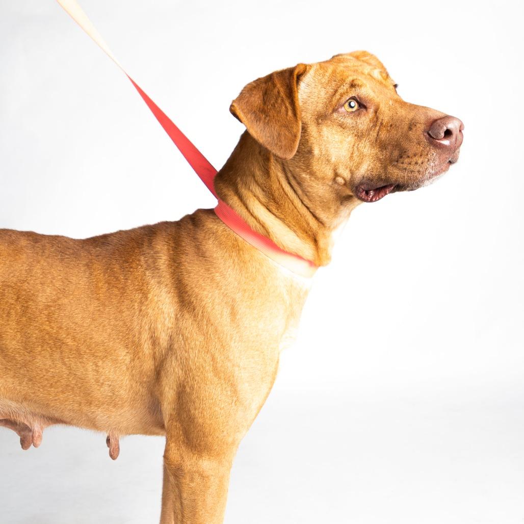 Enlarge Scarlett, a ADOPTABLE mixed breed in Anderson, TX image 1/1