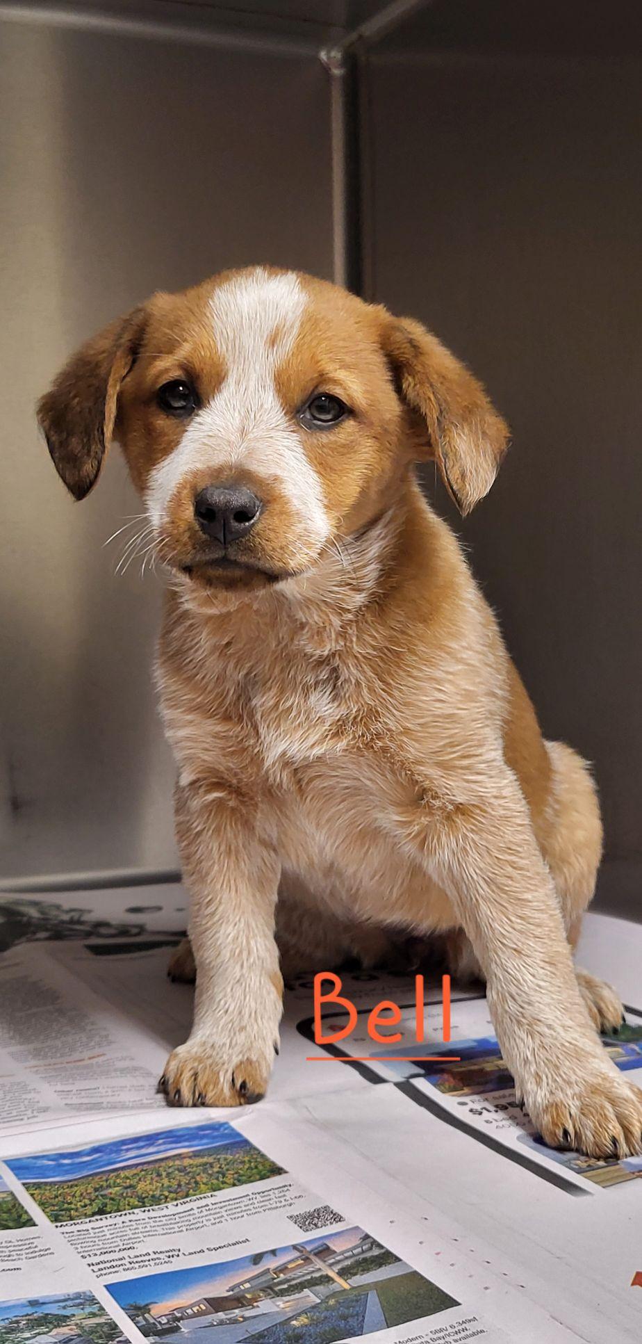Bell, ADOPTABLE, Puppy Female Australian Cattle Dog / Blue Heeler & Basset Hound.