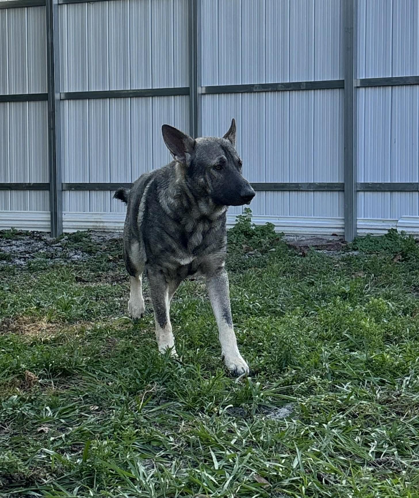 Skie 3054, Adoptable, Young Male German Shepherd Dog.