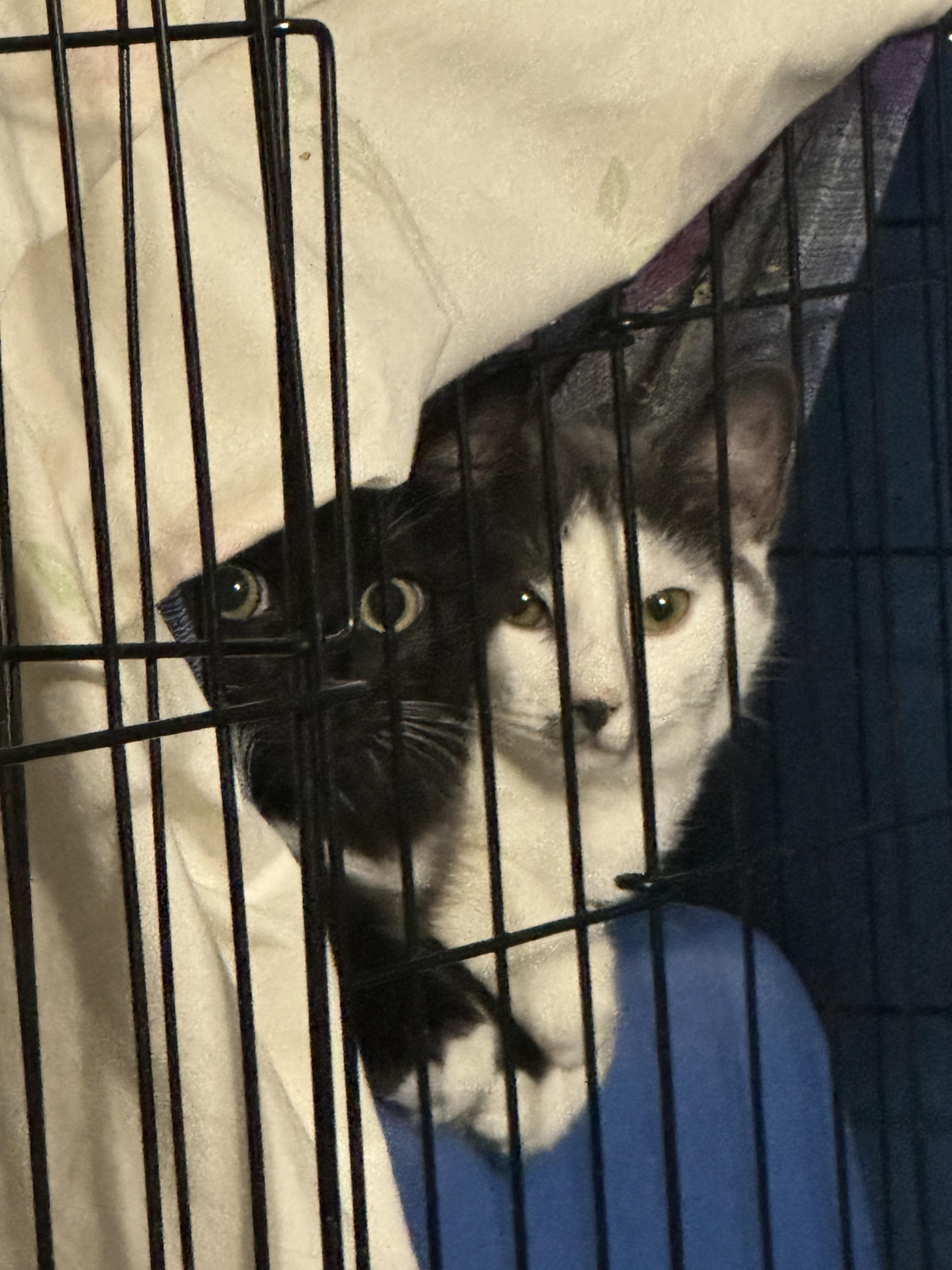 Enlarge Dodger, a Adopted Domestic Long Hair in Evans City, PA image 4/4