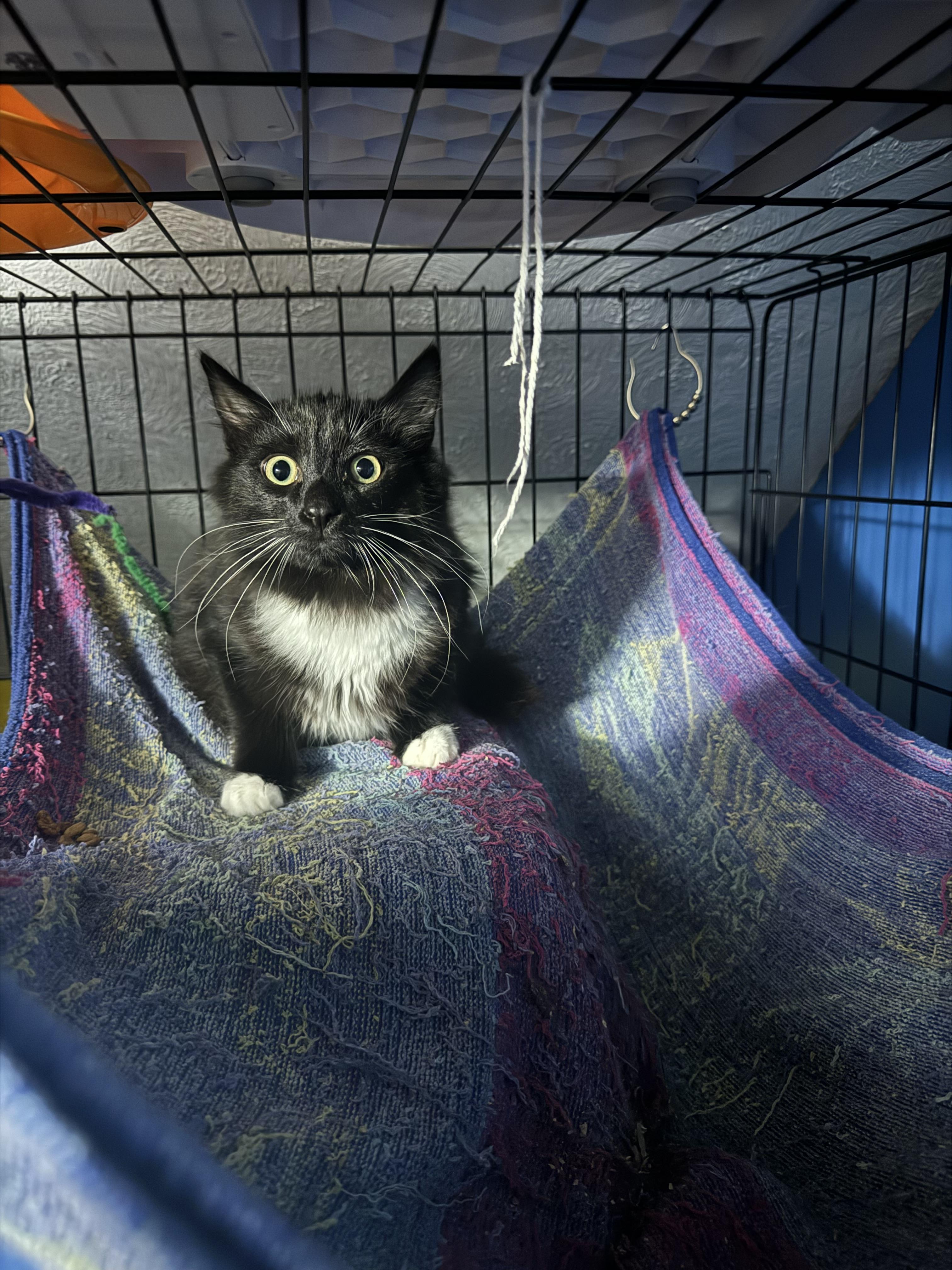 Enlarge Dodger, a Adopted Domestic Long Hair in Evans City, PA image 1/4