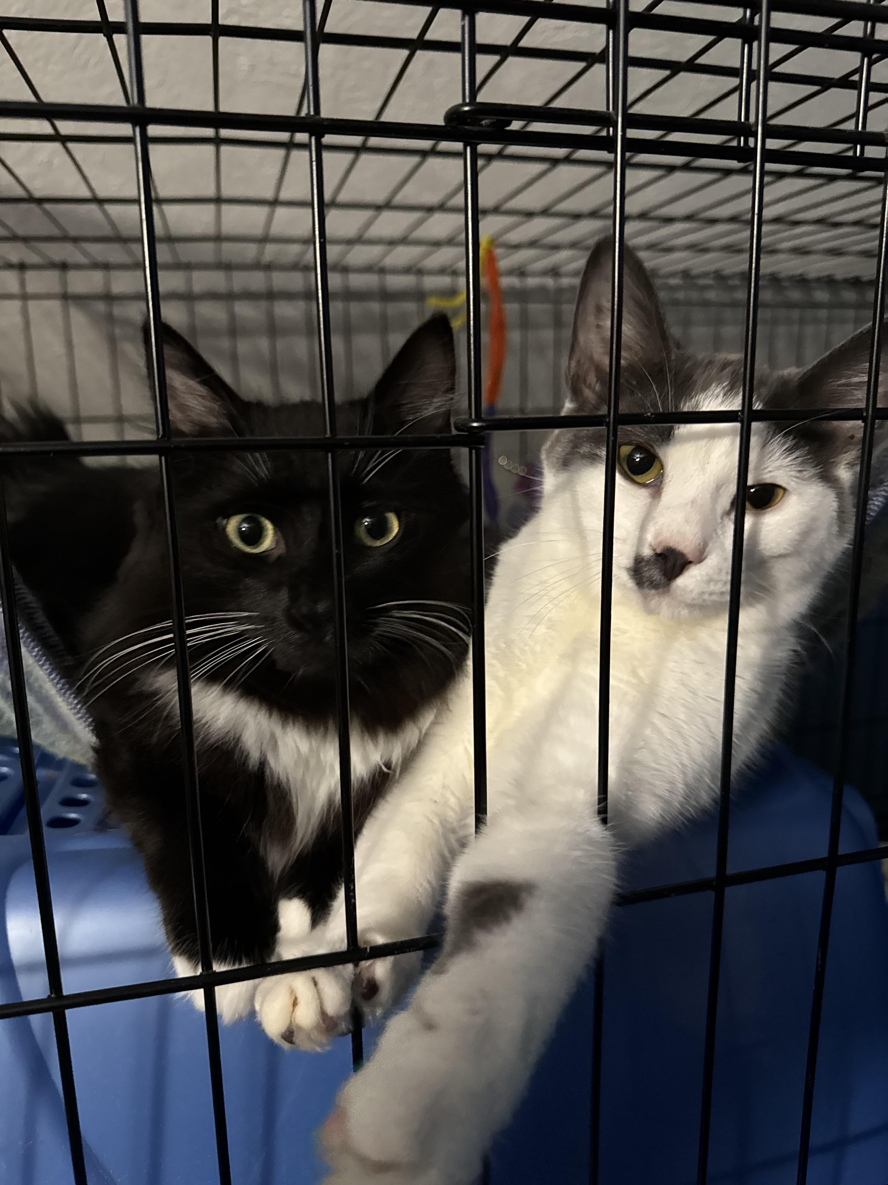 Enlarge Dodger, a Adopted Domestic Long Hair in Evans City, PA image 2/4