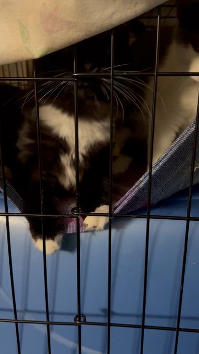 Enlarge Dodger, a Adopted Domestic Long Hair in Evans City, PA video 3/4