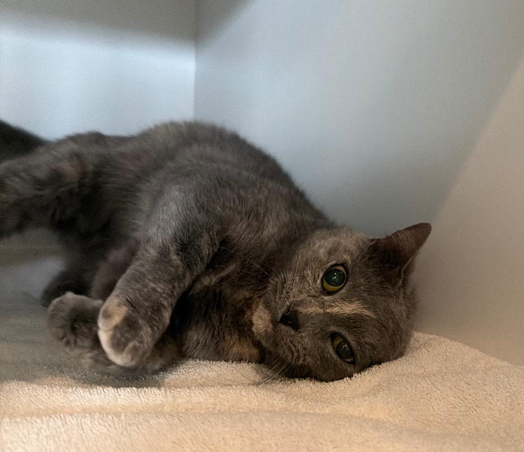 Remy, Adoptable, Senior Female Domestic Short Hair.