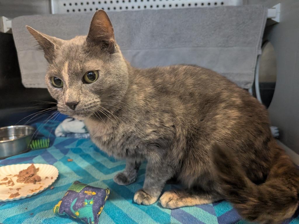 Enlarge Remy, a Adoptable mixed breed in Hyde Park, NY image 2/3