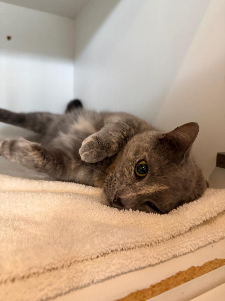 Enlarge Remy, a Adoptable mixed breed in Hyde Park, NY image 3/3