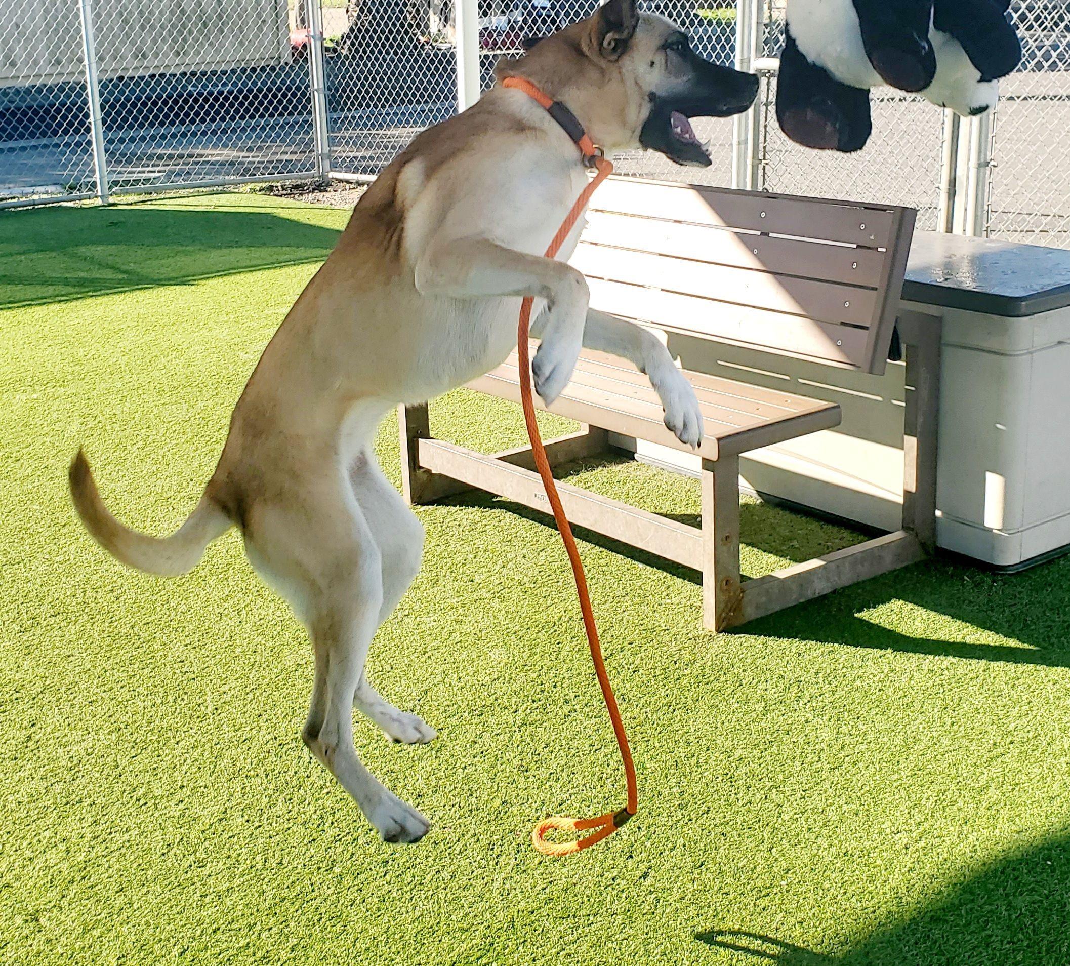 Enlarge Manuka, a Adoptable mixed breed in Sylmar, CA image 4/6