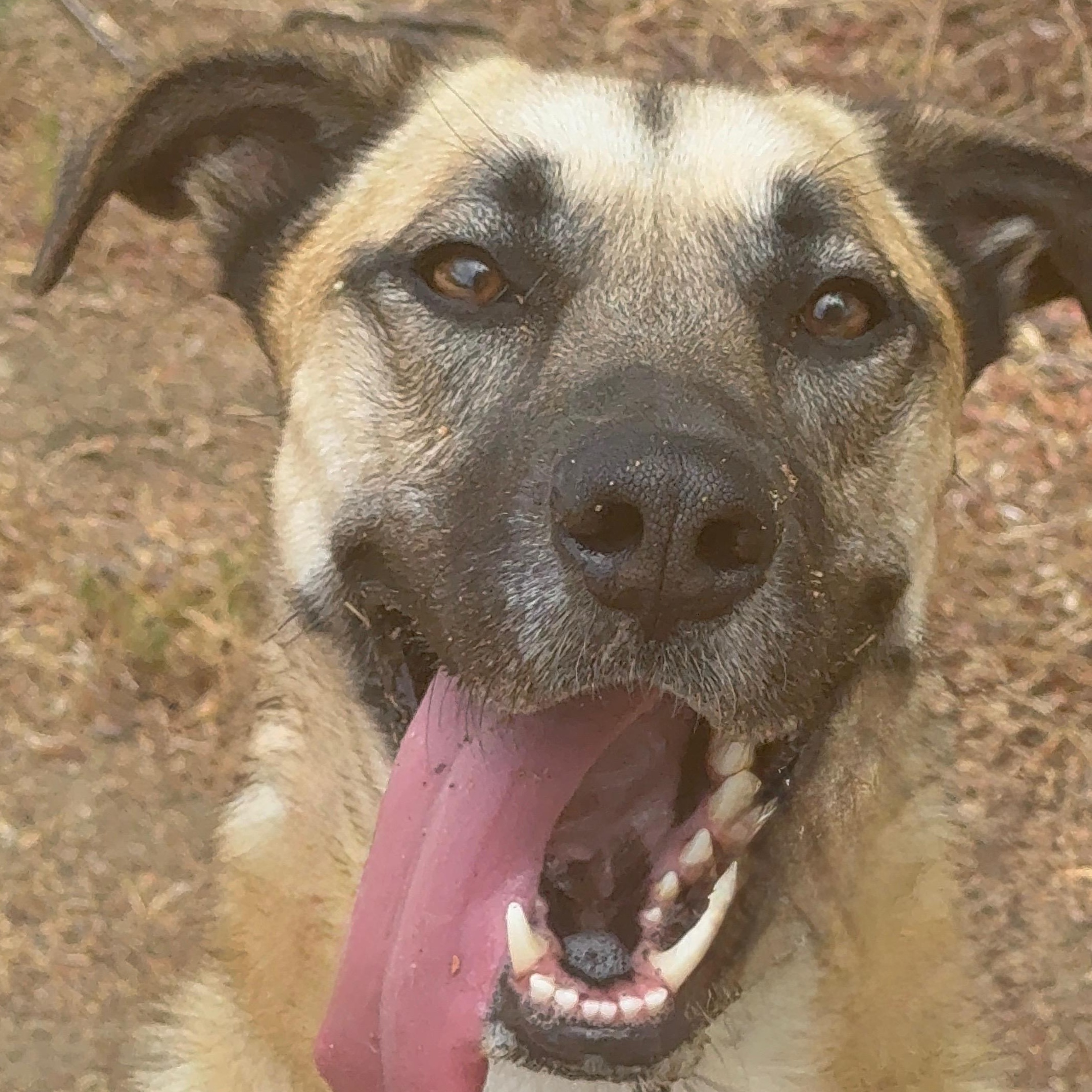 Manuka, Adoptable, Adult Female German Shepherd Dog.