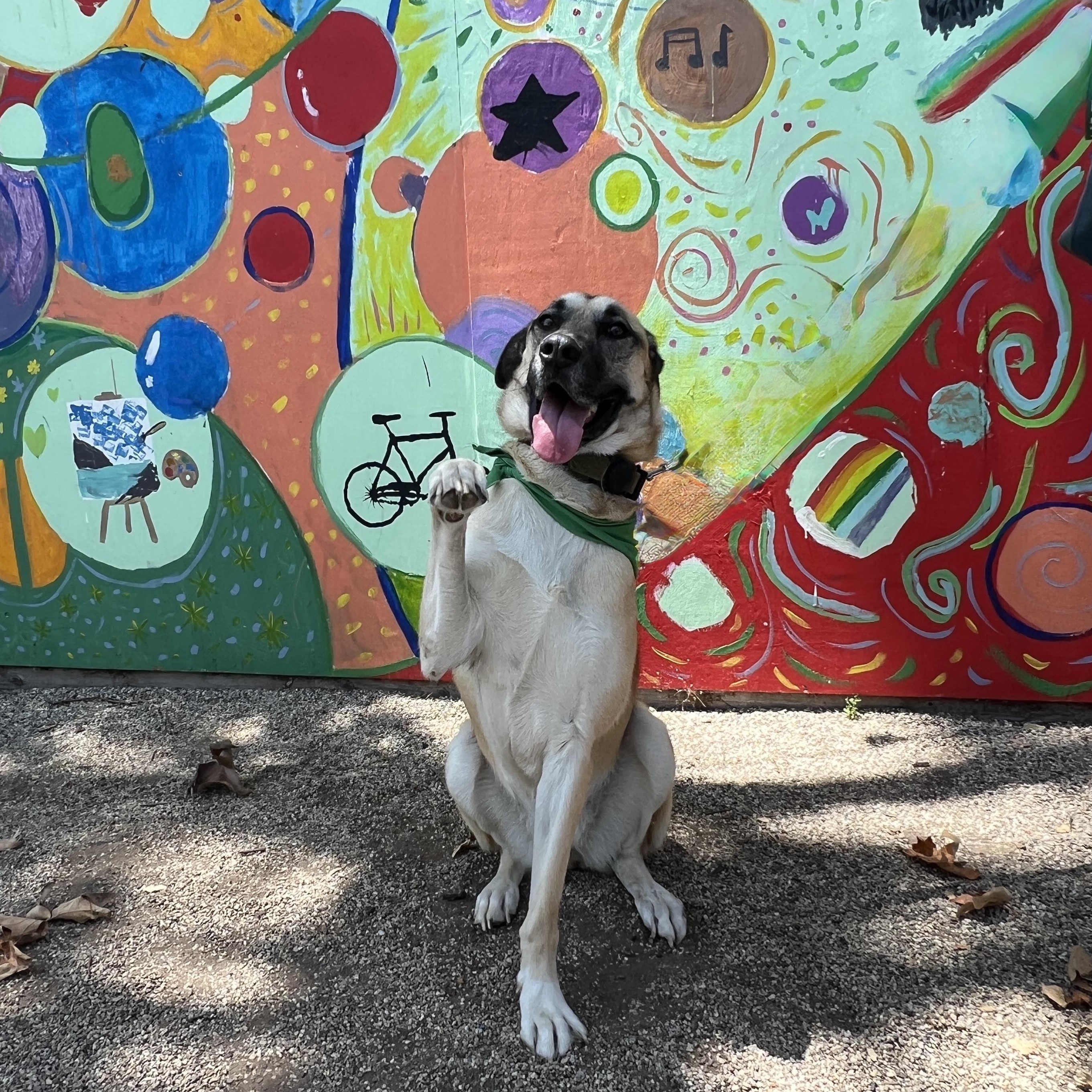 Enlarge Manuka, a Adoptable mixed breed in Sylmar, CA image 3/6