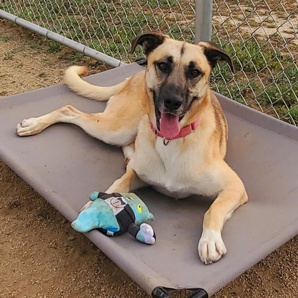 Enlarge Manuka, a Adoptable mixed breed in Sylmar, CA image 5/6