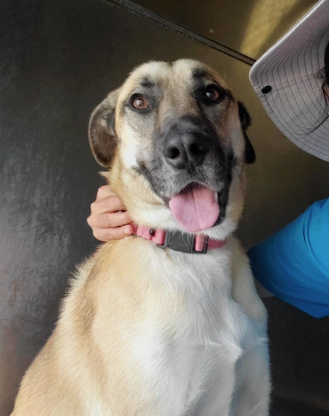 Enlarge Manuka, a Adoptable mixed breed in Sylmar, CA image 6/6