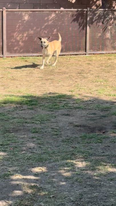 Enlarge Manuka, a Adoptable mixed breed in Sylmar, CA video 2/6