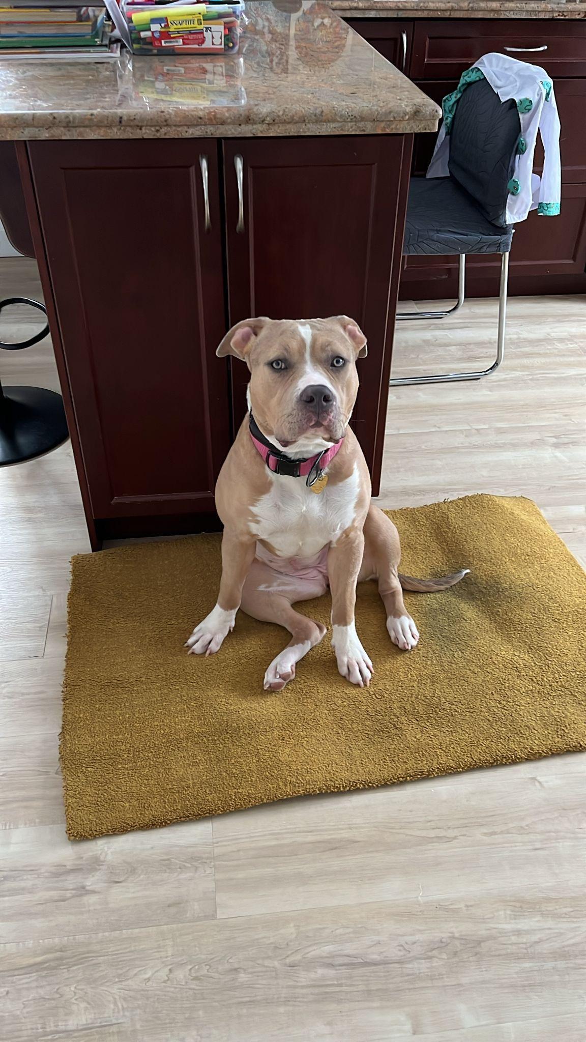 Maple, adopted, Young Female American Bully.