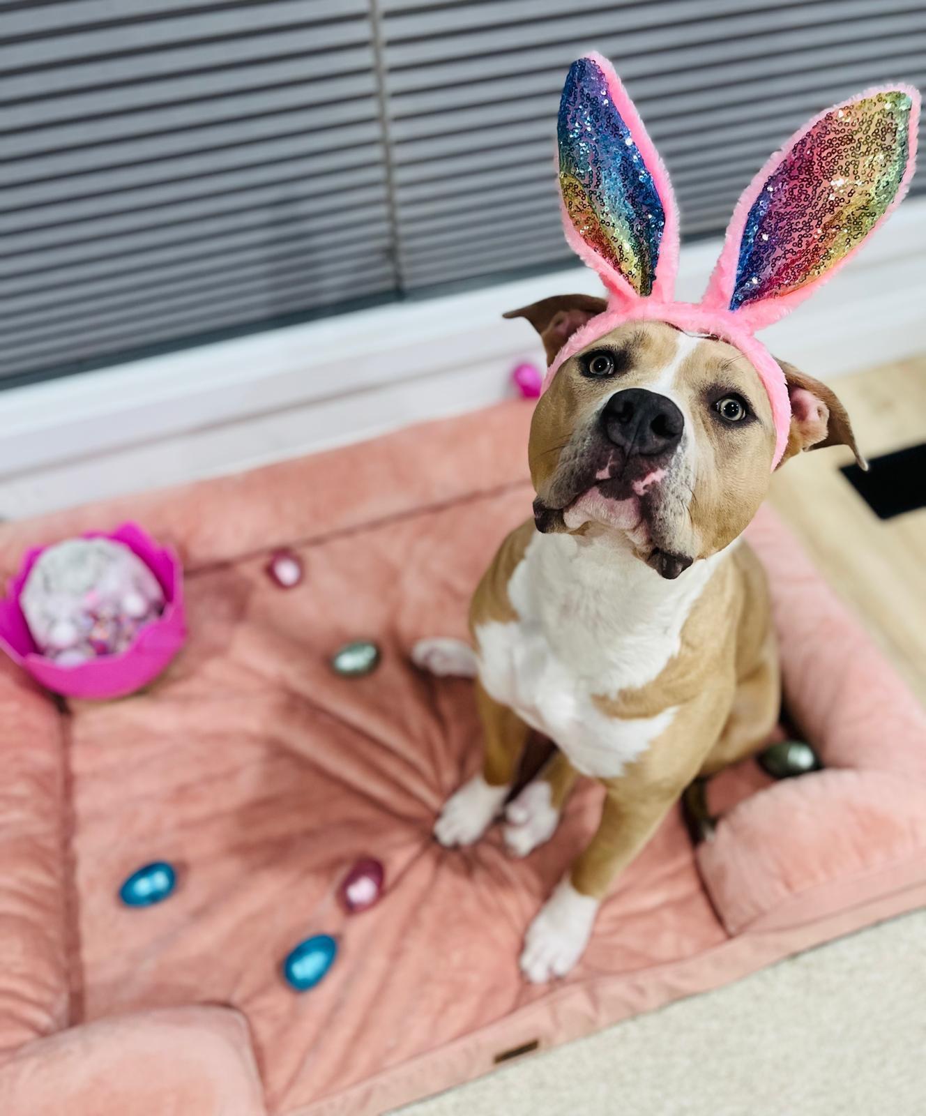 Enlarge Maple, an adopted American Bully in London, ON image 2/3