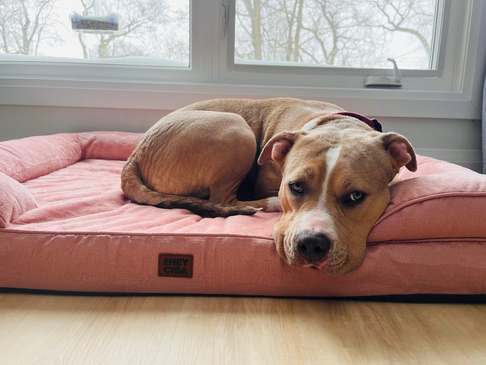 Enlarge Maple, an adopted American Bully in London, ON image 3/3