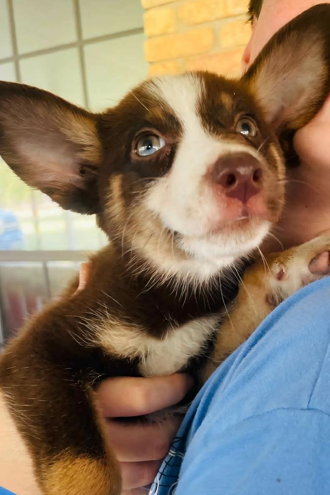 Halo, Adoptable, Puppy Female Australian Shepherd & Labrador Retriever.