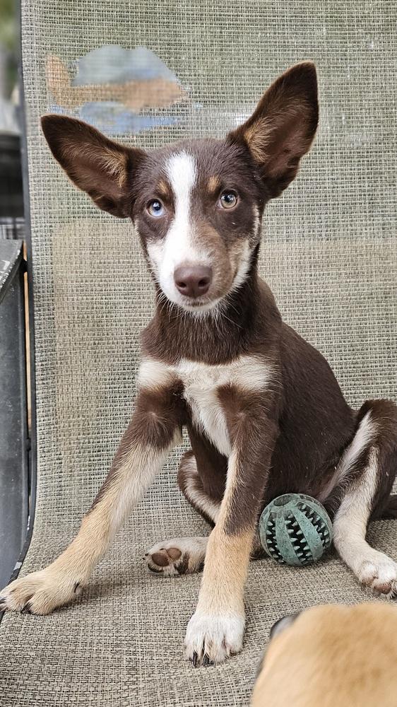 Enlarge Halo, a Adoptable mixed breed in Nokomis, FL image 2/2