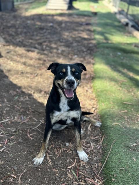 Enlarge PEPPER, a Adoptable Australian Cattle Dog / Blue Heeler in Fremont, CA image 1/1