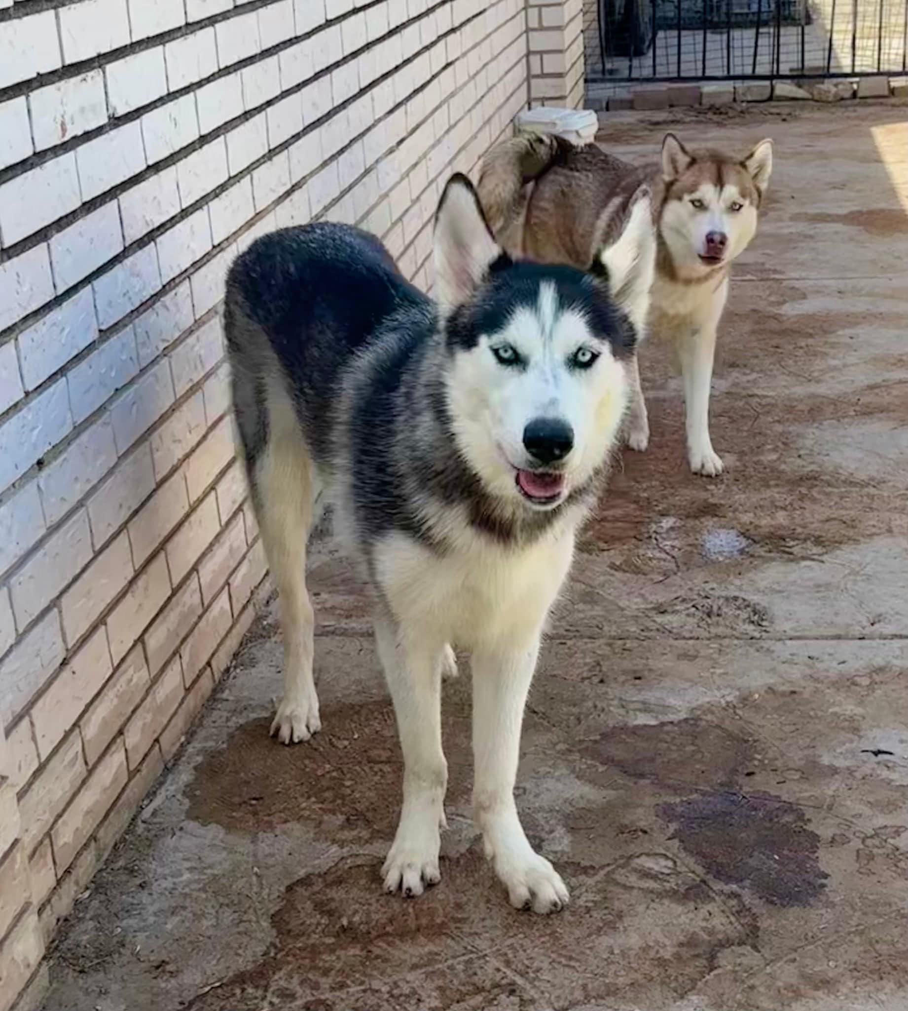 Wesley, Adoptable, Adult Male Siberian Husky.
