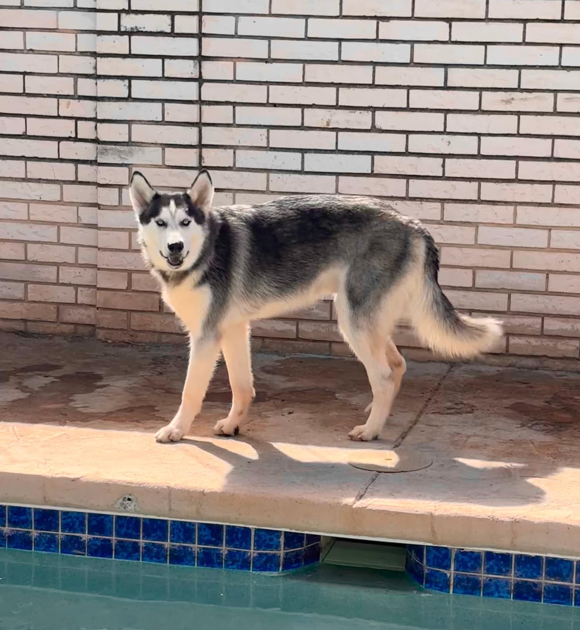 Enlarge Wesley, a Adoptable Siberian Husky in Toms River, NJ image 2/5