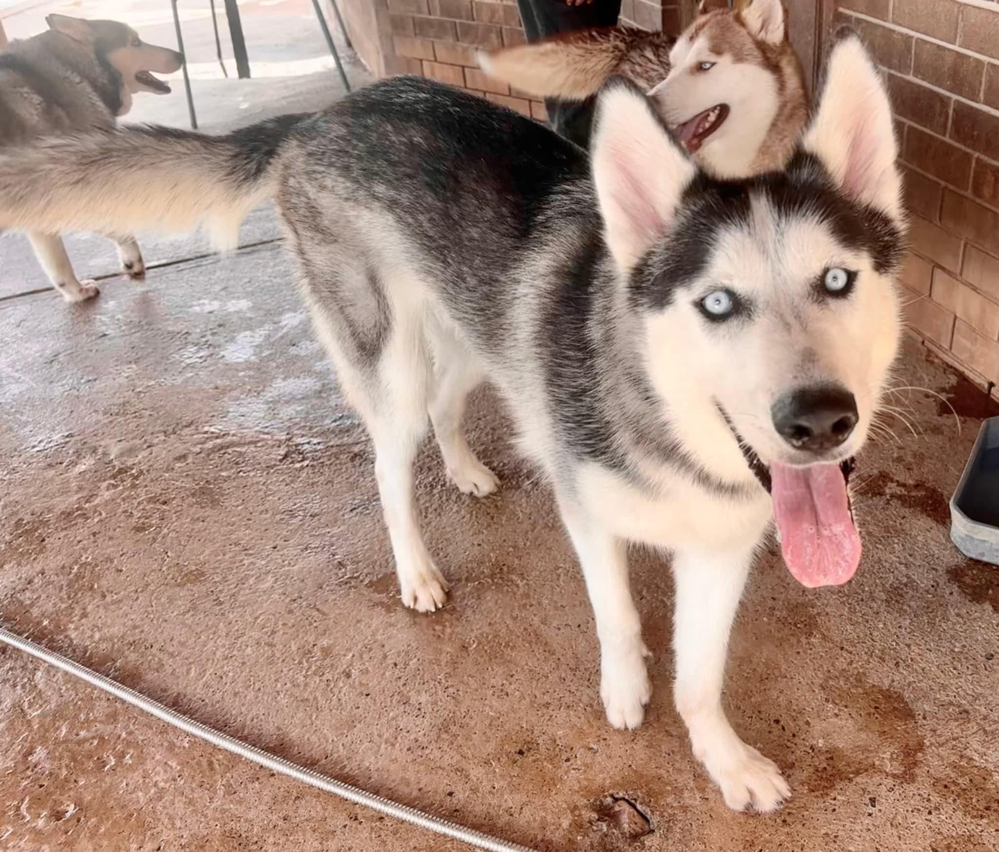 Enlarge Wesley, a Adoptable Siberian Husky in Toms River, NJ image 4/5