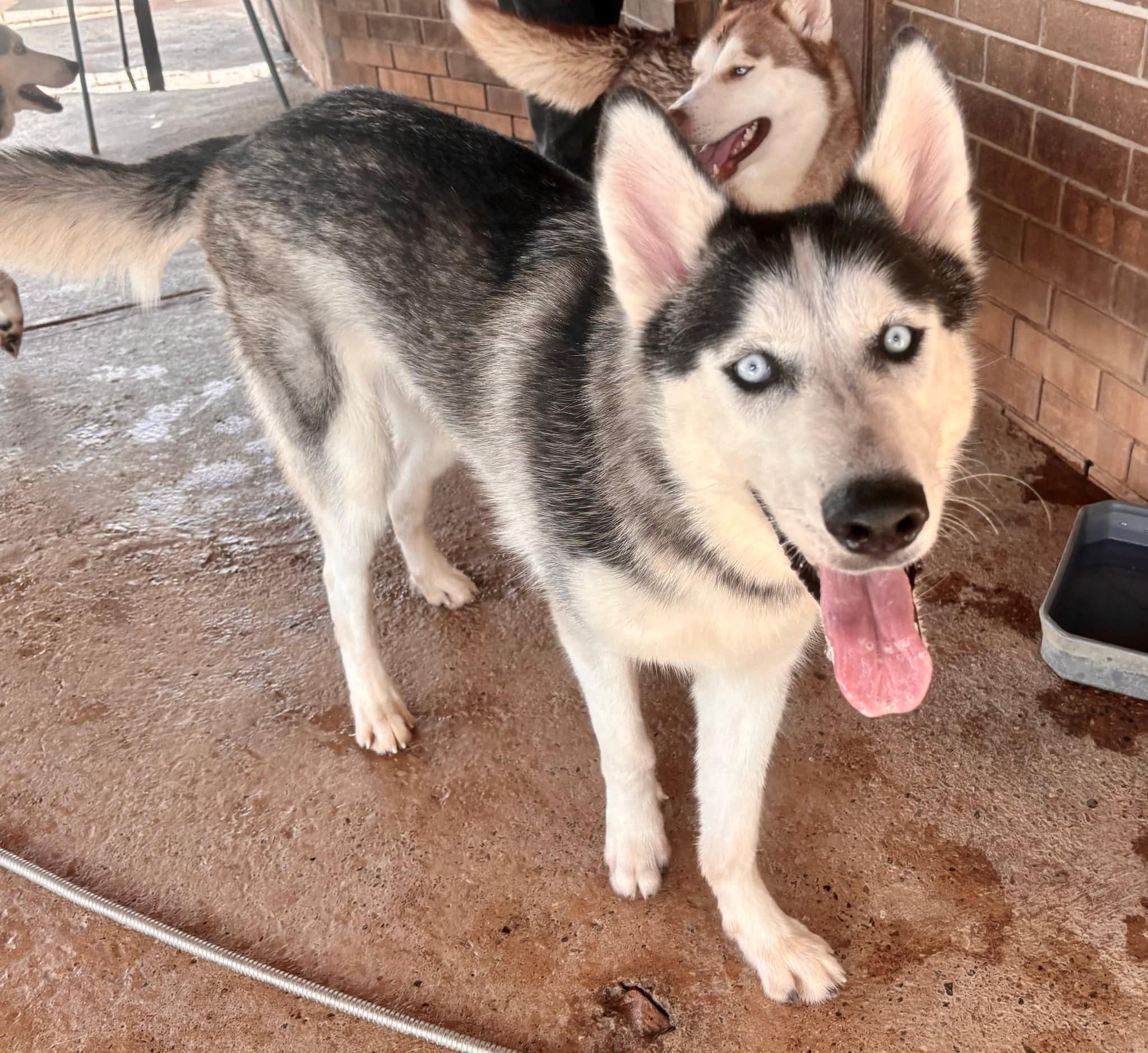 Enlarge Wesley, a Adoptable Siberian Husky in Toms River, NJ image 5/5