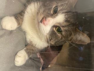 Enlarge PHINEAS, a Adoptable Domestic Short Hair in Kent, WA image 1/1