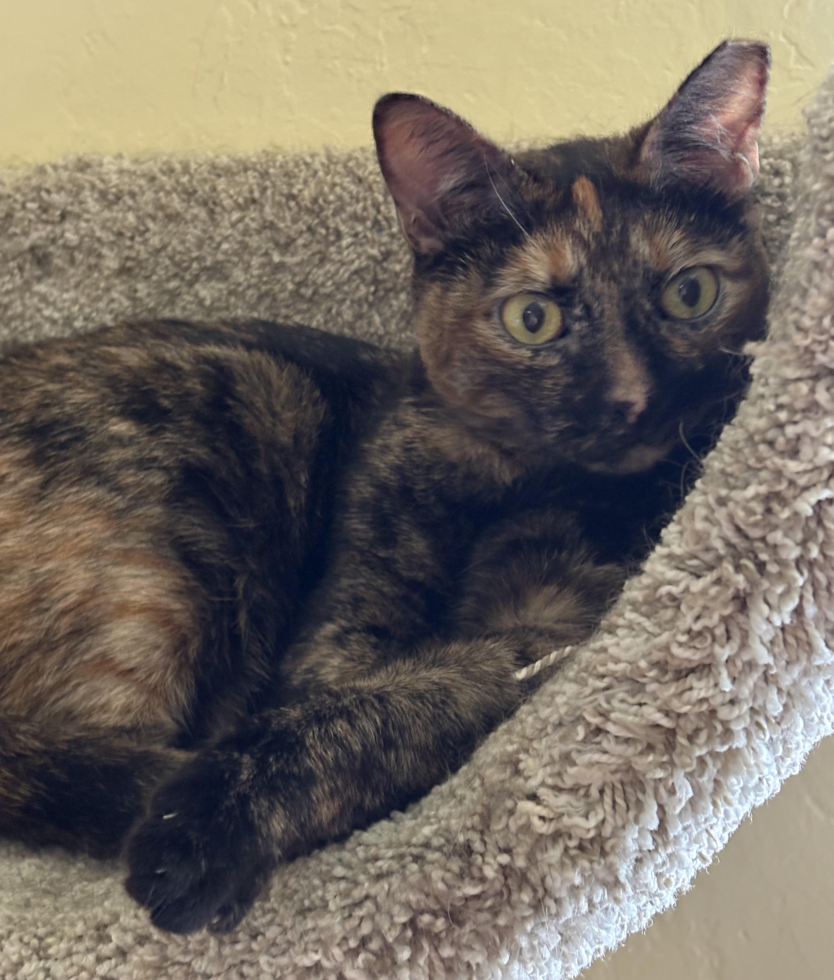 MISS KITTY, a ADOPTABLE Tortoiseshell in Prescott, AZ image 4/5