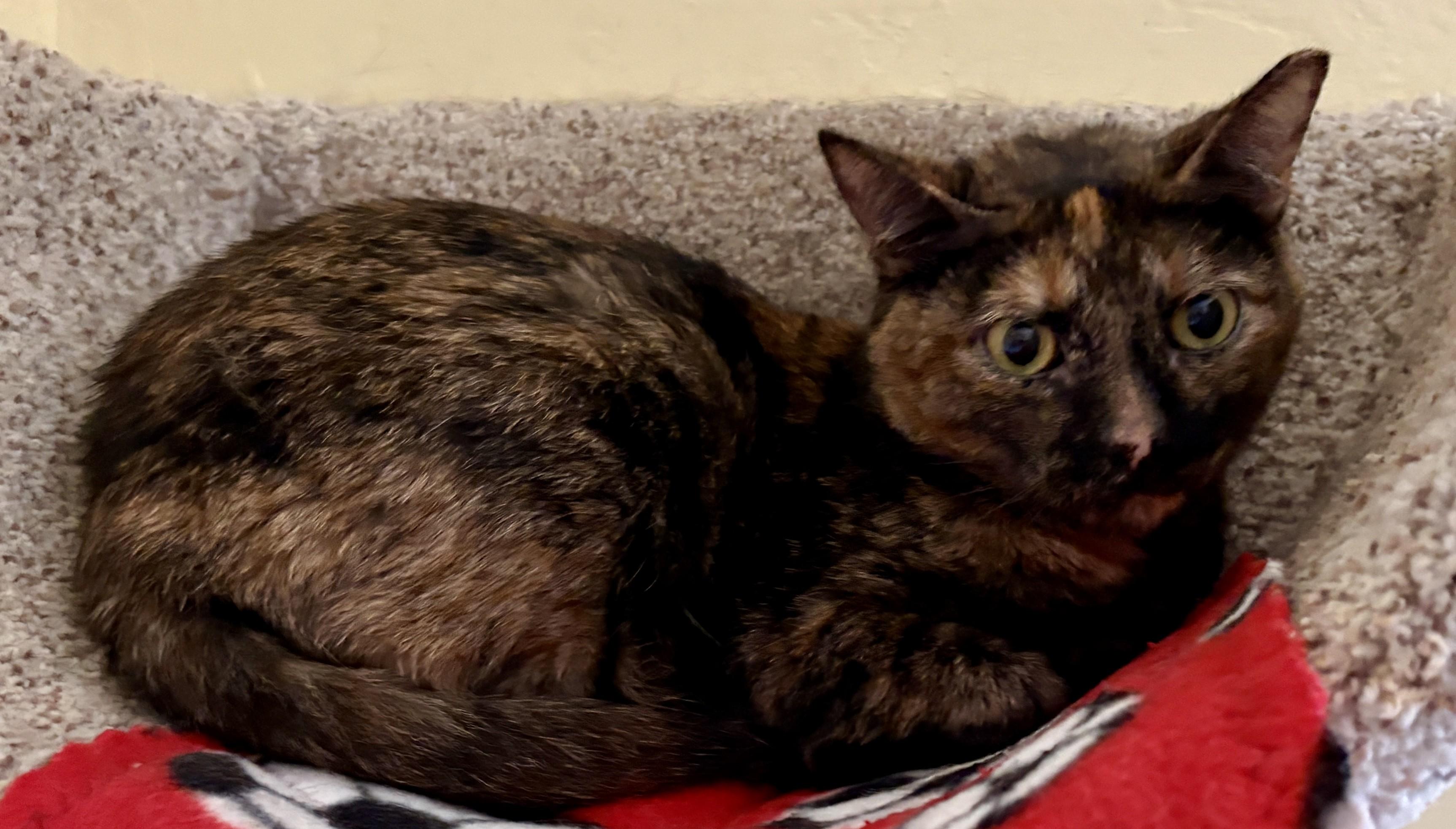 MISS KITTY, a ADOPTABLE Tortoiseshell in Prescott, AZ image 5/5