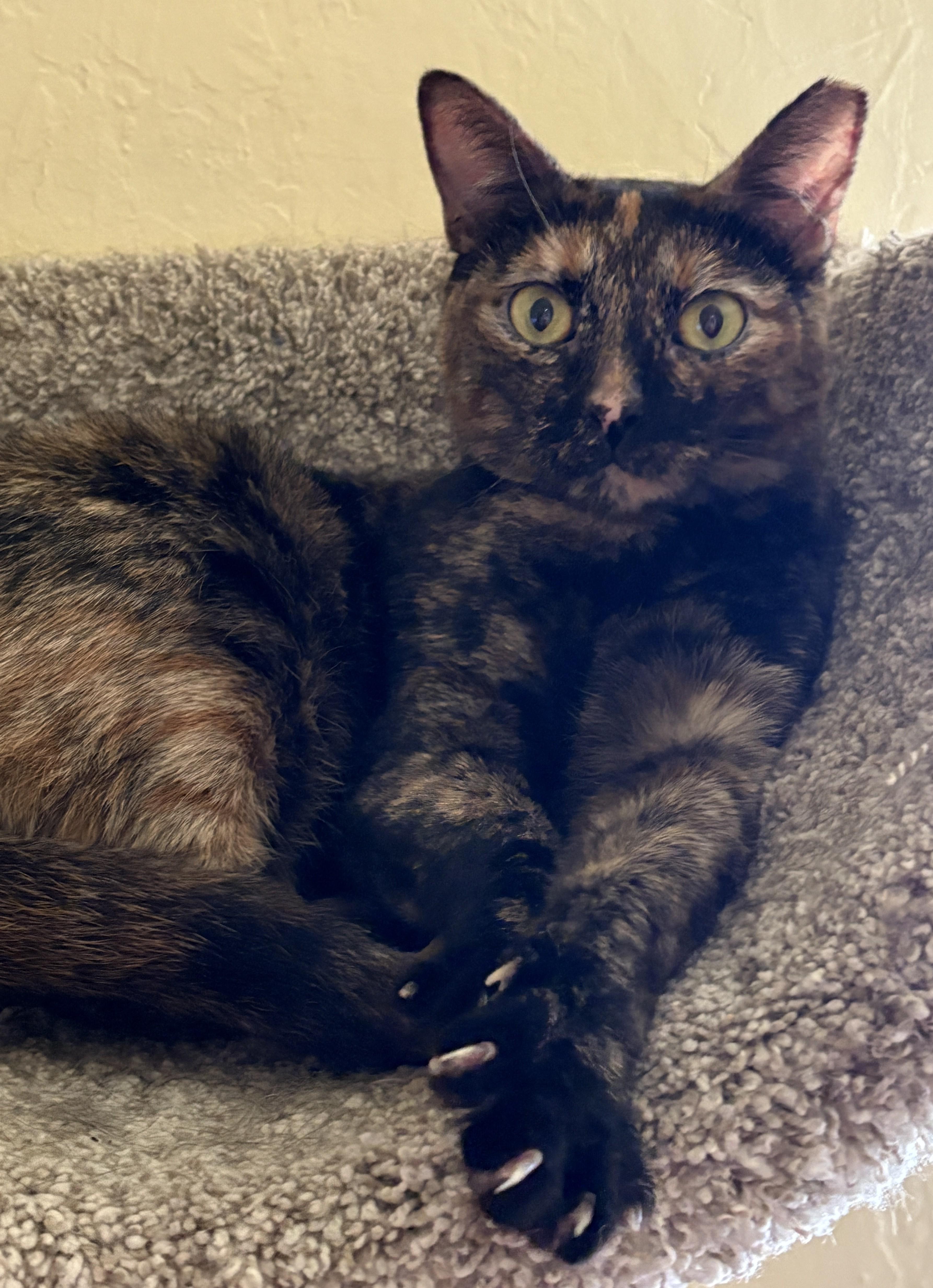 MISS KITTY, a ADOPTABLE Tortoiseshell in Prescott, AZ image 3/5